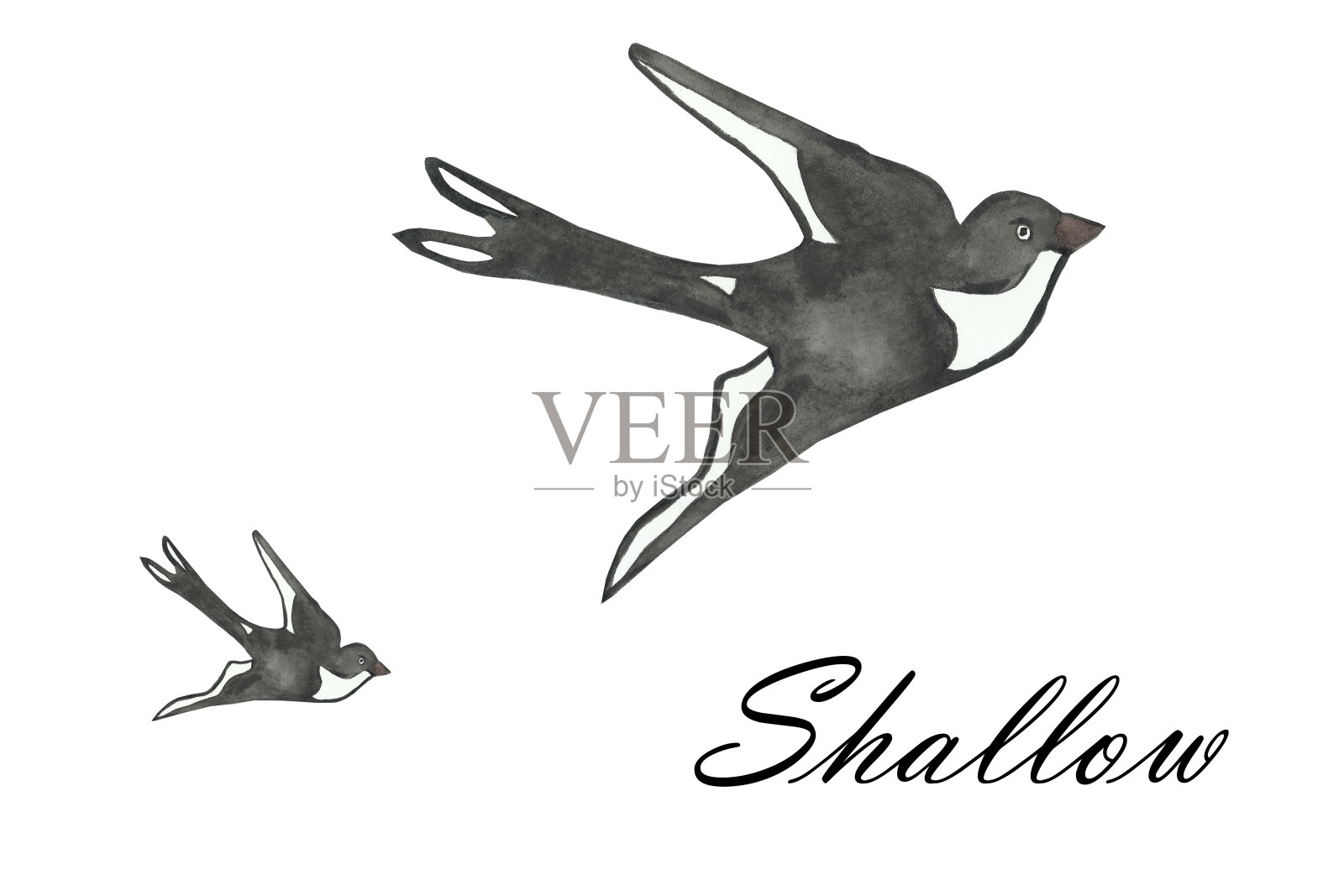 水彩手绘自然野生动物组成与两只黑白燕子孤立飞行在白色的背景与文字，图形油漆为设计元素和卡片插画图片素材