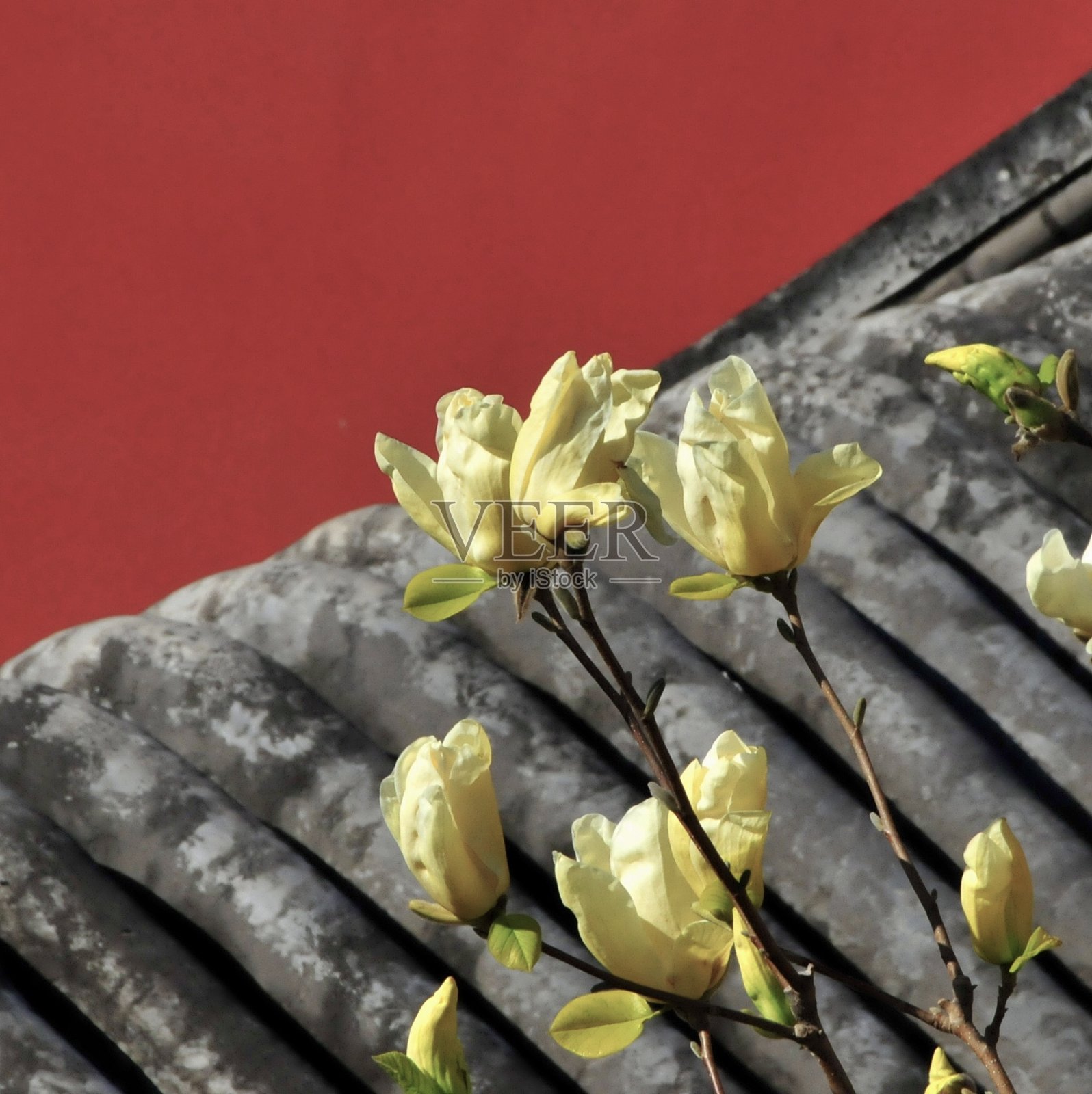 紫禁城的花朵照片摄影图片