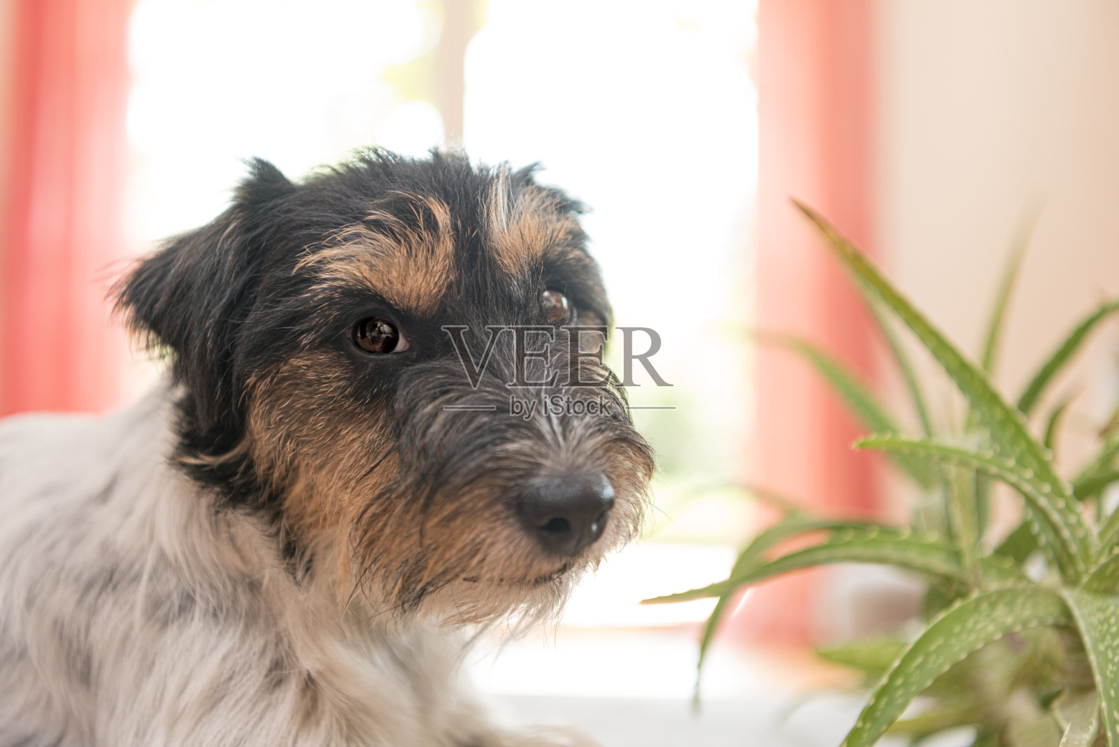 狗坐在公寓里，看着一棵芦荟植物-纯种杰克罗素梗3岁照片摄影图片