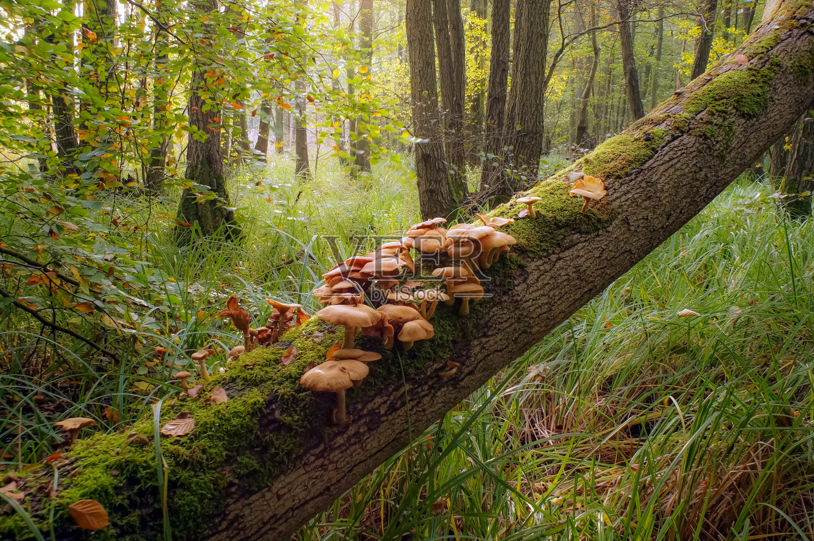 美丽的秋天树与蘑菇和苔藓在森林照片摄影图片