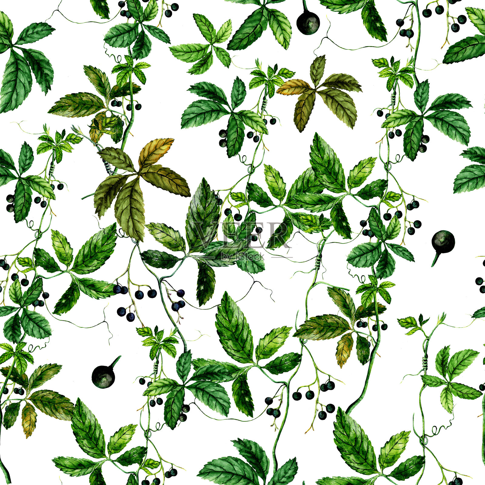 无缝水彩草本植物图案插画图片素材