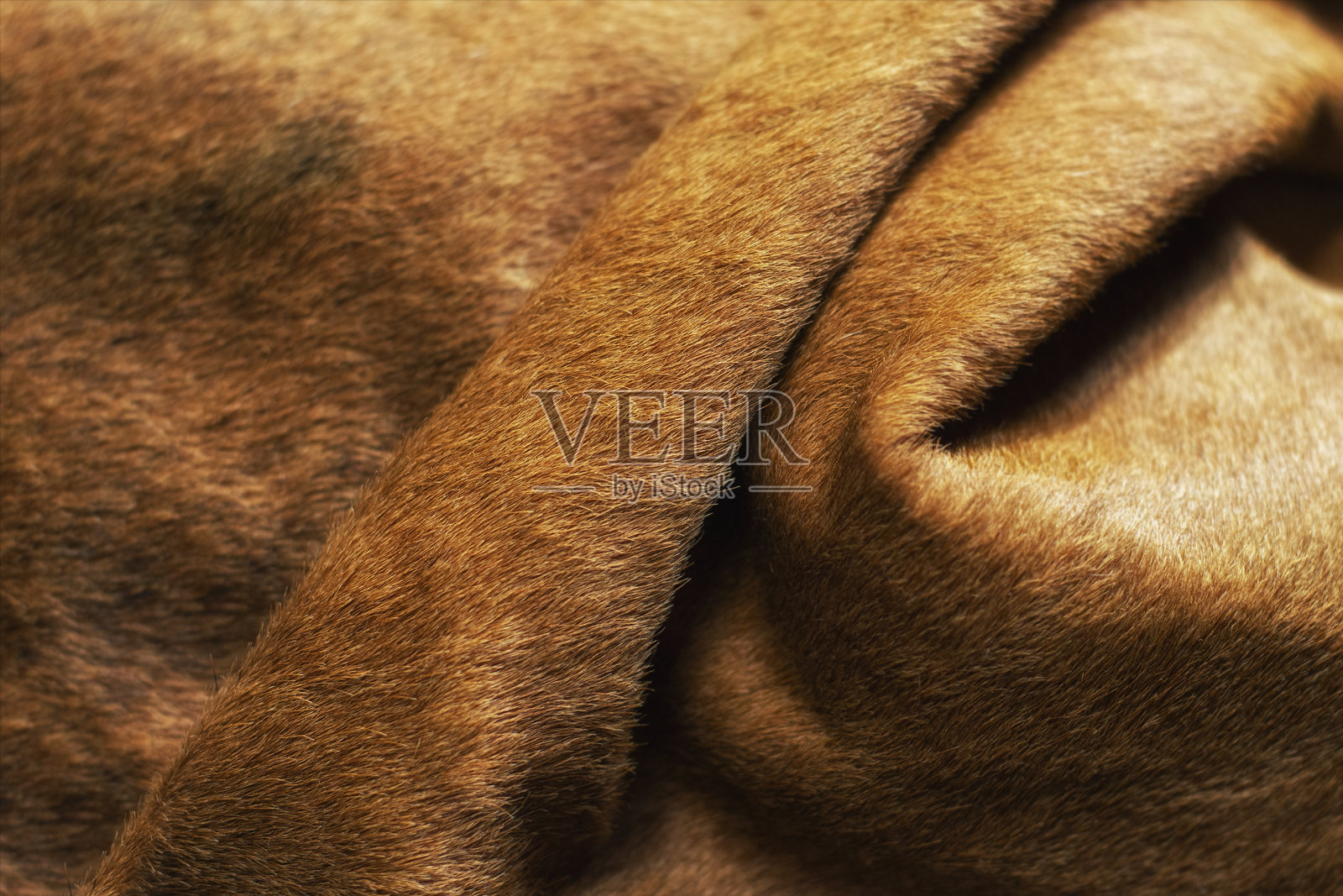 牛的皮肤。动物皮-真实纹理牛棕色灰色背景。照片摄影图片