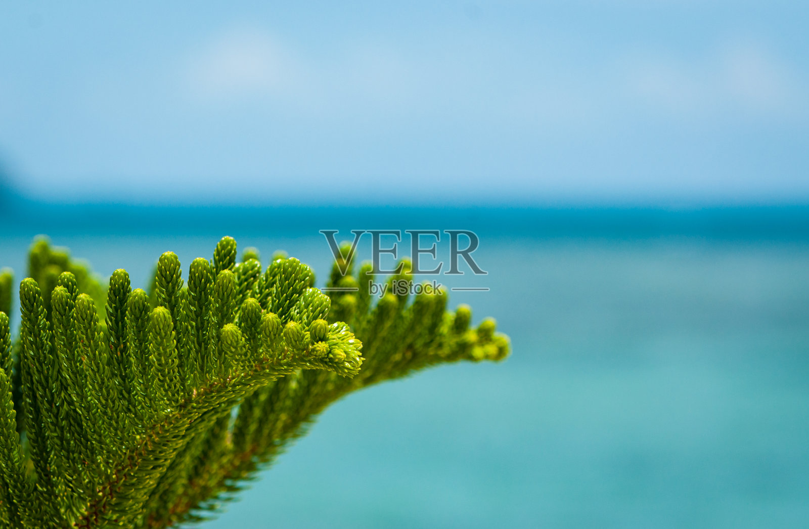海背景上翠绿的亚洲松枝照片摄影图片