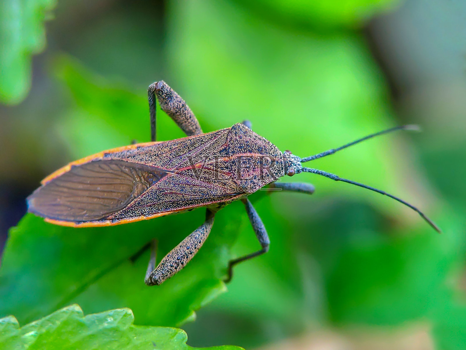 清晨花园天然热带绿叶上的科瑞德虫类昆虫照片摄影图片