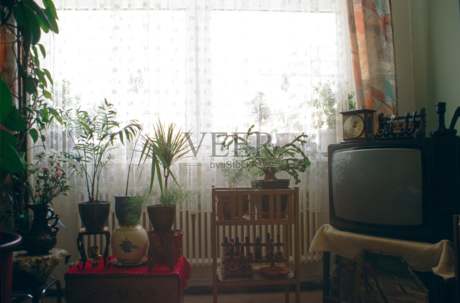 有室内植物的客厅窗户照片摄影图片