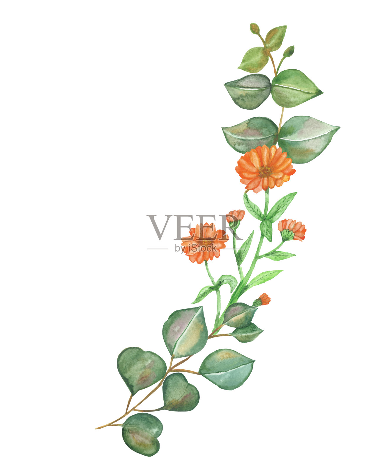 水彩手绘自然花卉生态构图，以绿色的桉树叶为枝条，以桔黄色的金盏花花束为白色背景作为设计元素插画图片素材