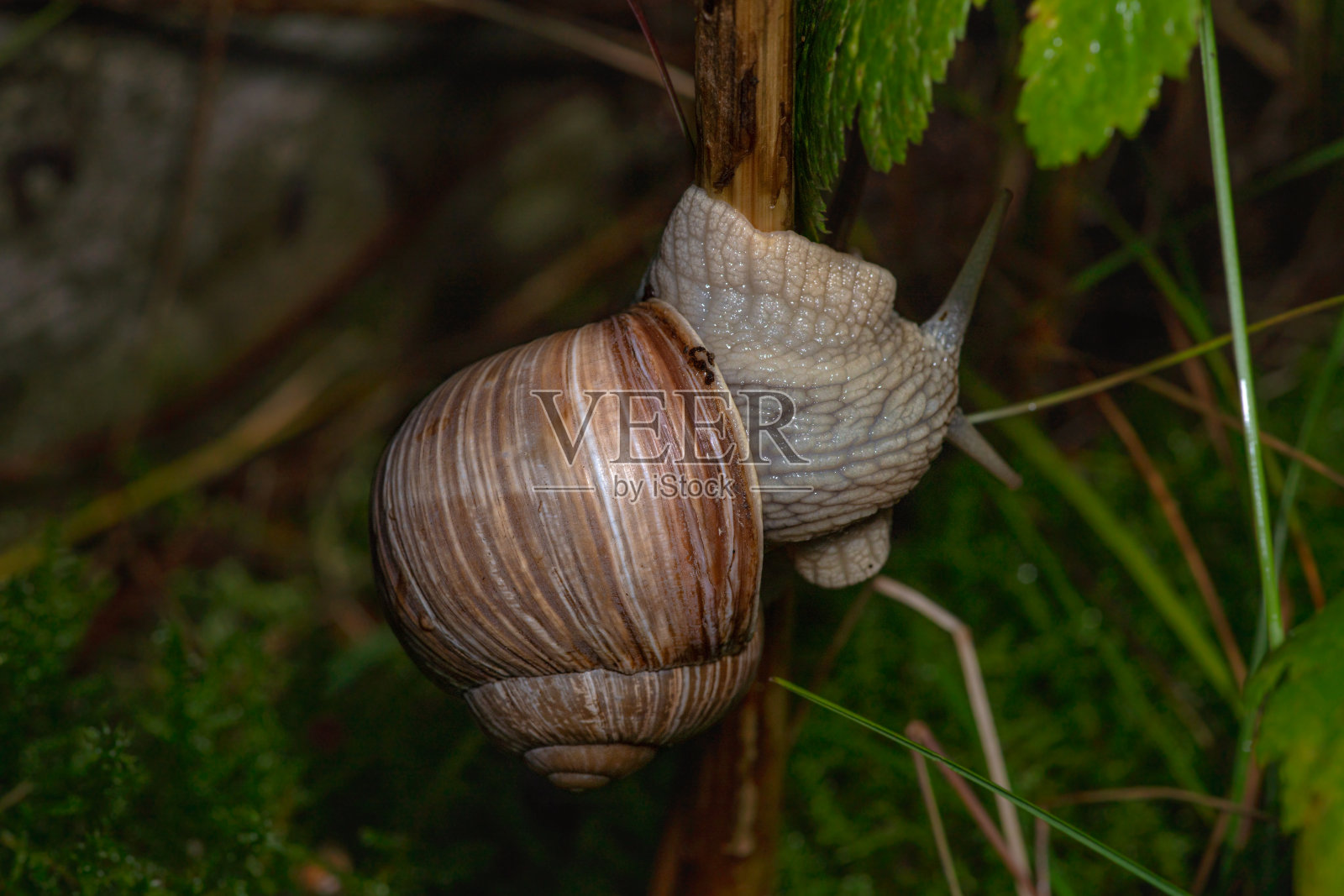 一个蜗牛壳爬上树枝的特写照片摄影图片