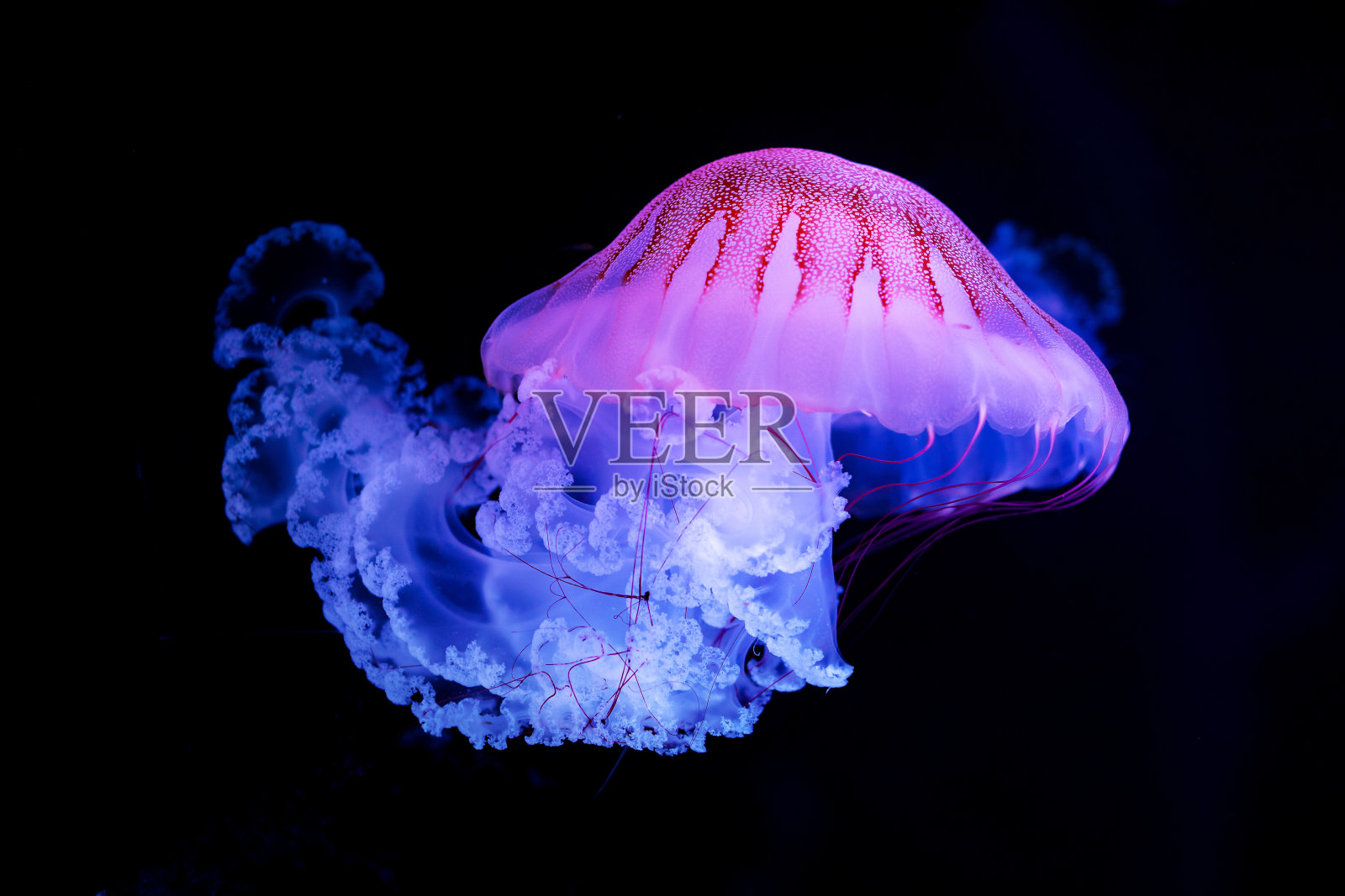 紫色条纹水母(Chrysaora colorata)照片摄影图片
