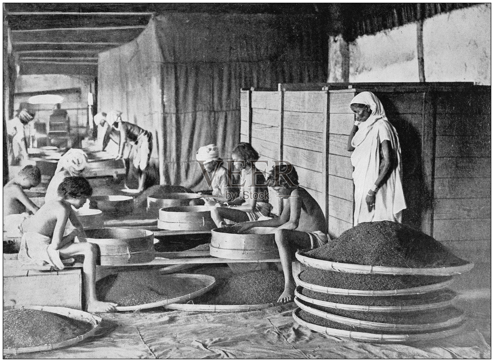 大英帝国的古董照片:在阿萨姆邦筛茶照片摄影图片