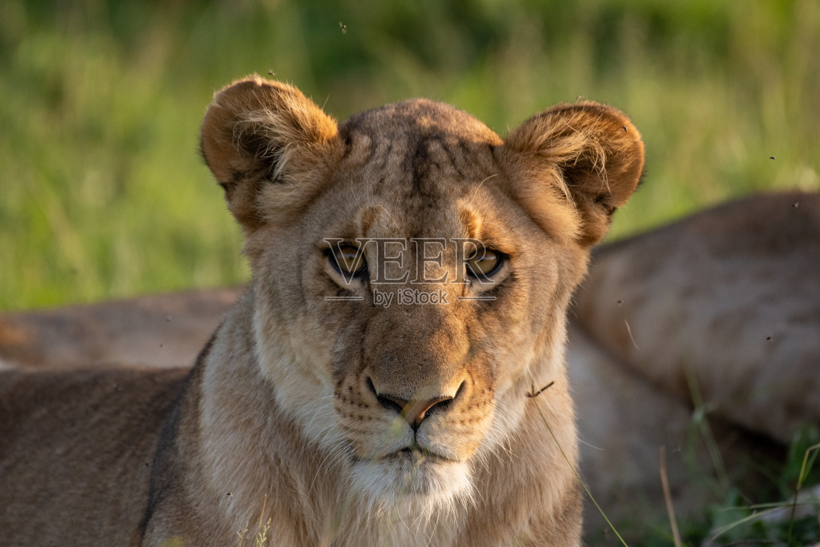 在肯尼亚马赛马拉休息的非洲狮照片摄影图片