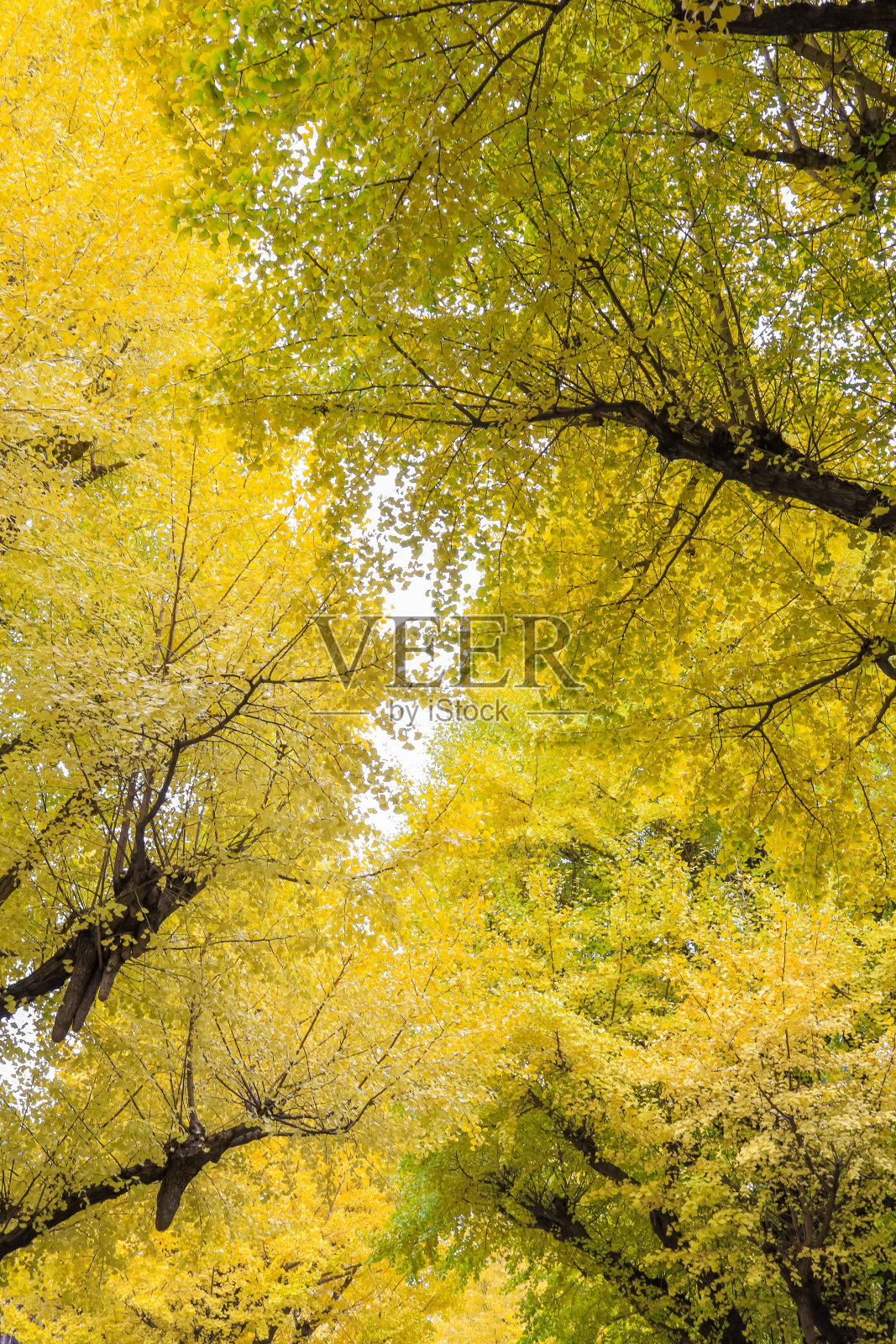 美丽的黄色银杏隧道在秋天。照片摄影图片