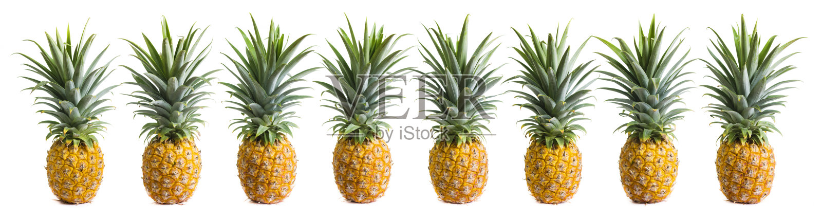 白色背景上的一排完美成熟的菠萝照片摄影图片
