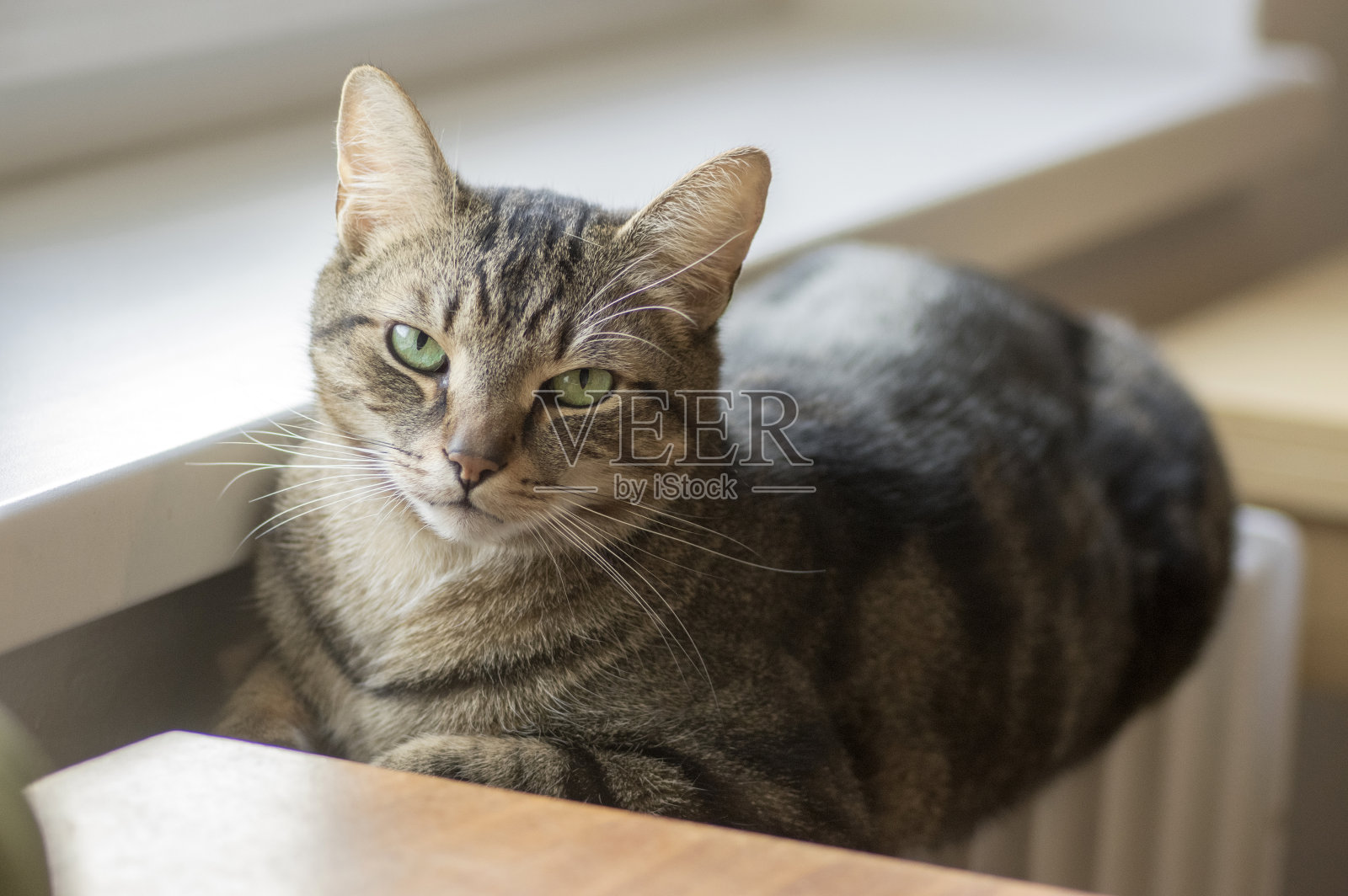 家虎猫躺在暖气旁的窗台上，眼神接触照片摄影图片