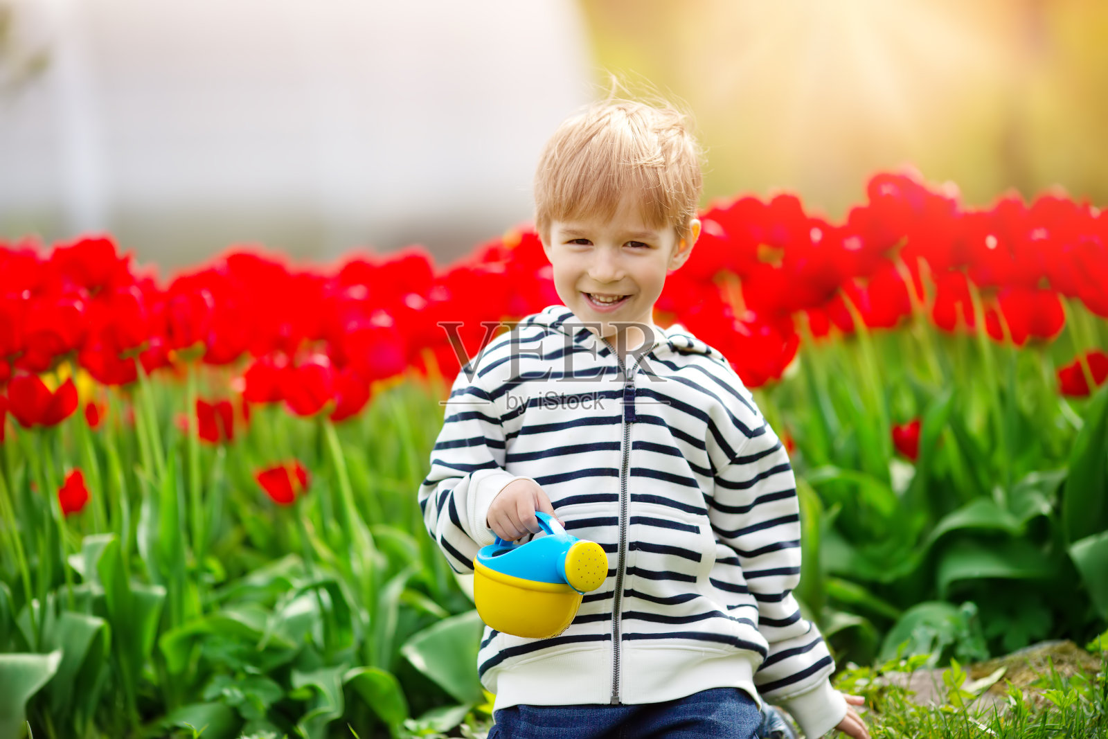 在美丽的春天里，一个小孩在花坛上的郁金香旁散步照片摄影图片