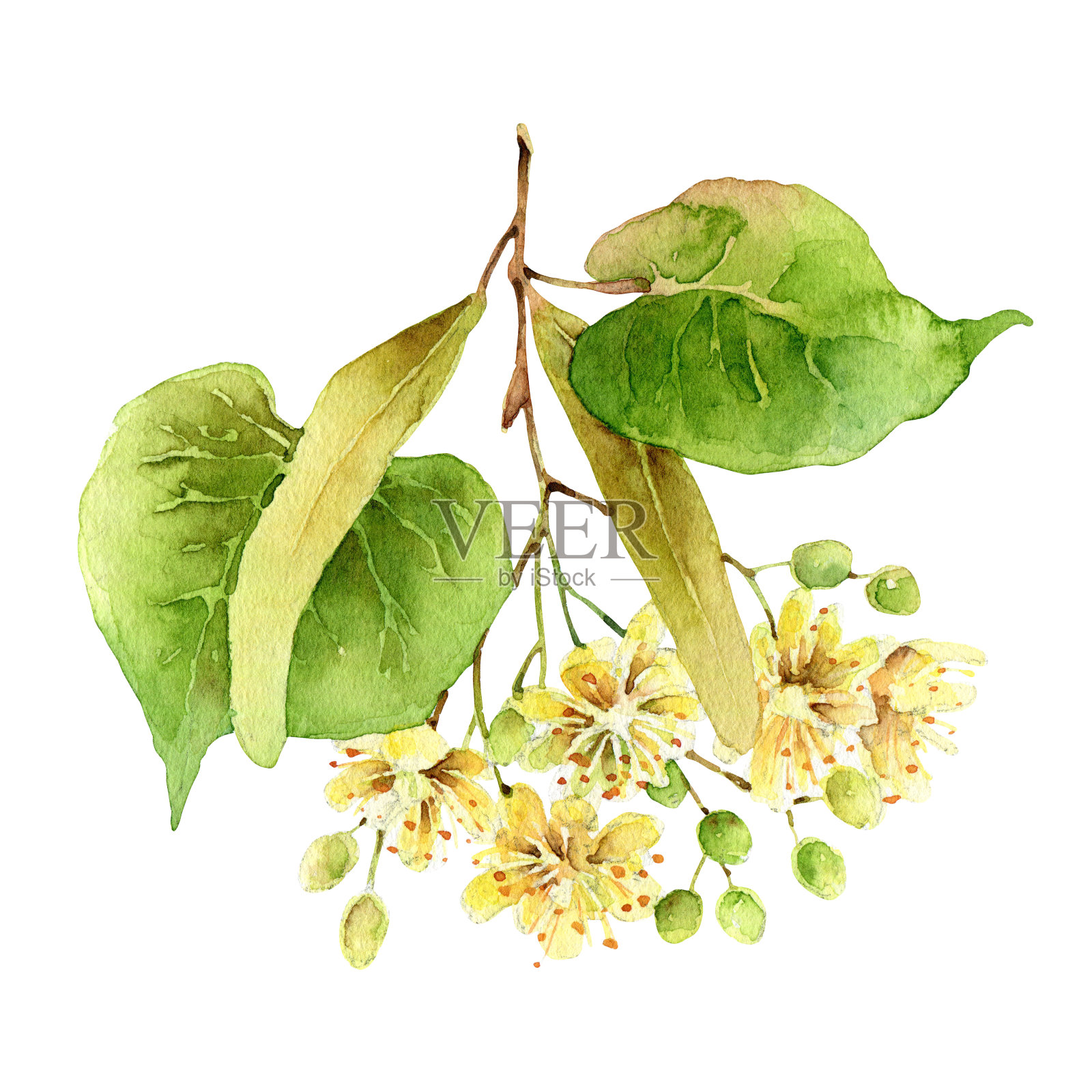 水彩椴树花孤立在白色的背景插画图片素材