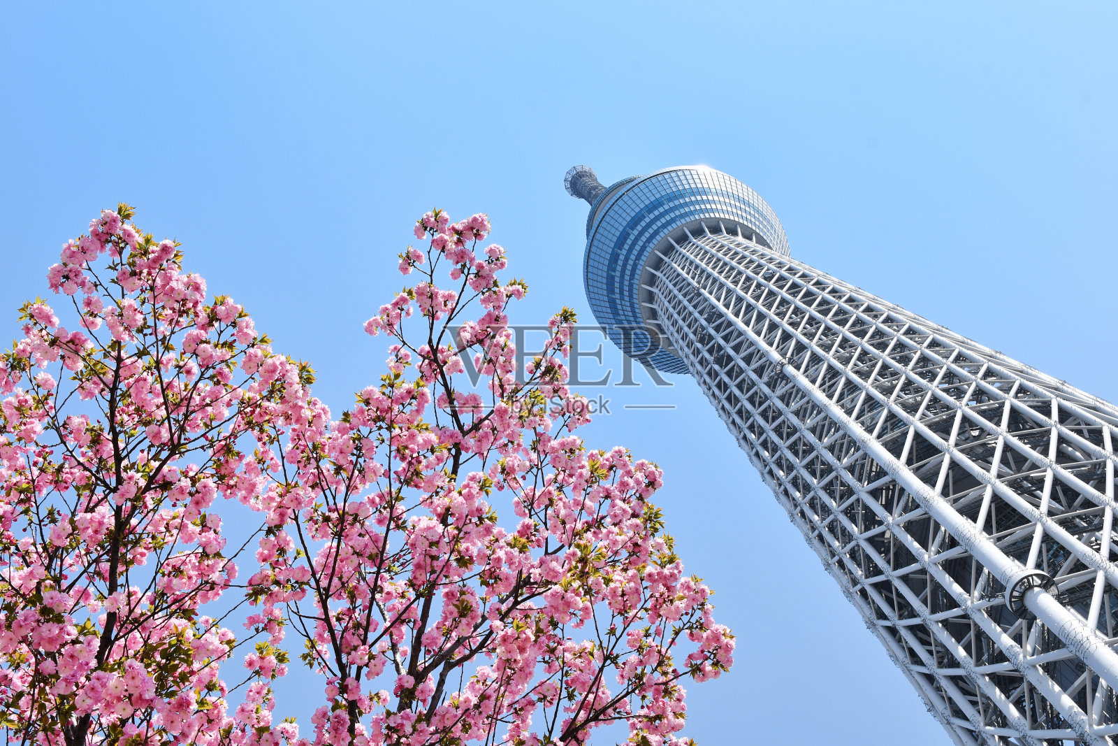 东京天空树和樱花照片摄影图片