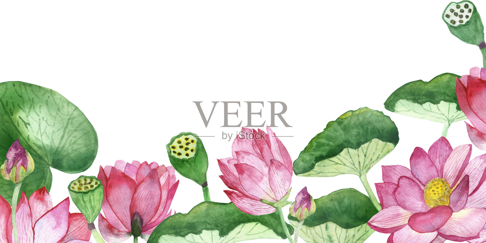 水彩手绘自然花卉构图，以粉红色的花朵、荷花、芽和绿叶在白色的背景上，作为邀请和贺卡的文字空间设计元素图片