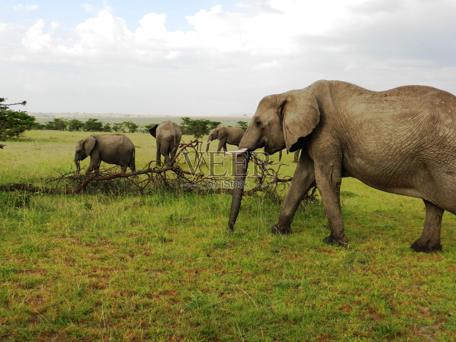 美丽的非洲大草原上的一群大象照片摄影图片