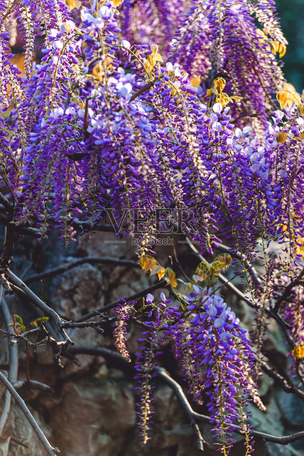 令人惊叹的紫藤花丛照片摄影图片
