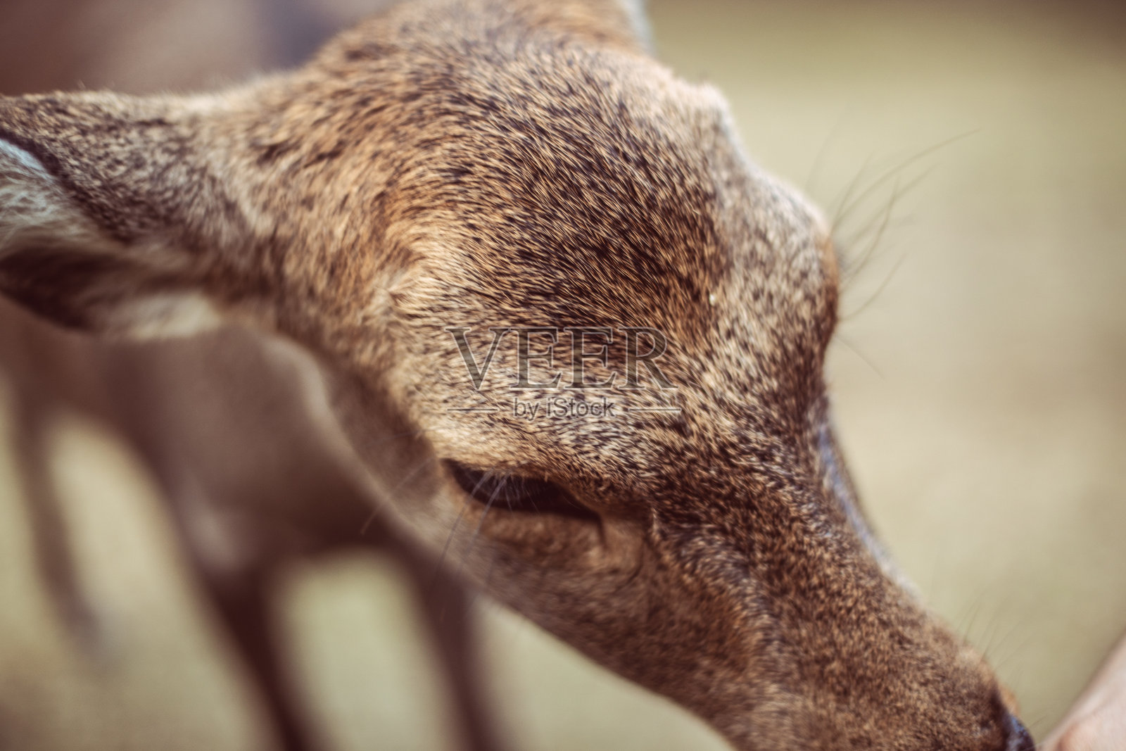 日本奈良公园的鹿照片摄影图片