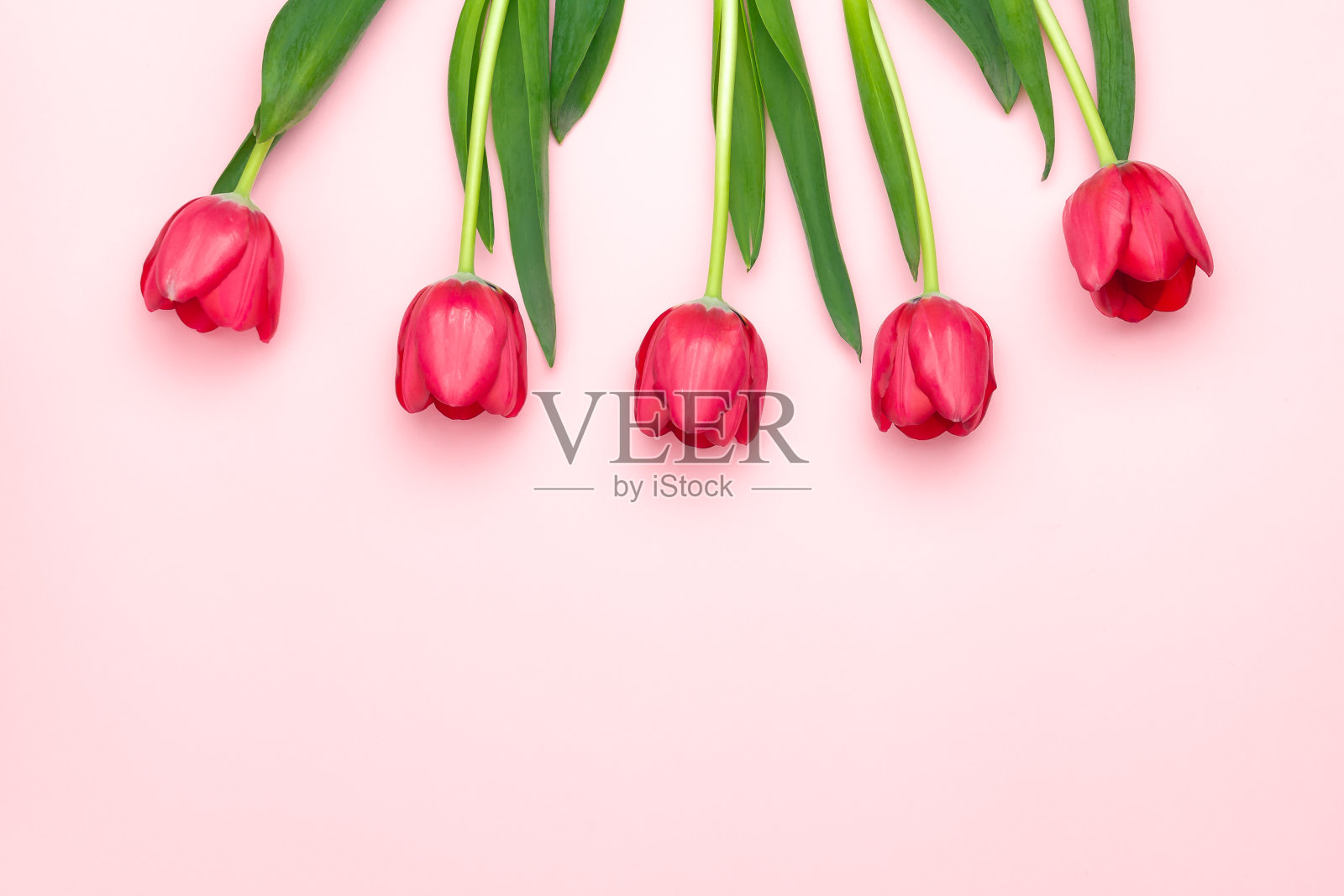 粉红色背景上的红色郁金香的构图。平铺，俯视图，拷贝空间。妇女节、母亲节、春天的概念。花装饰照片摄影图片