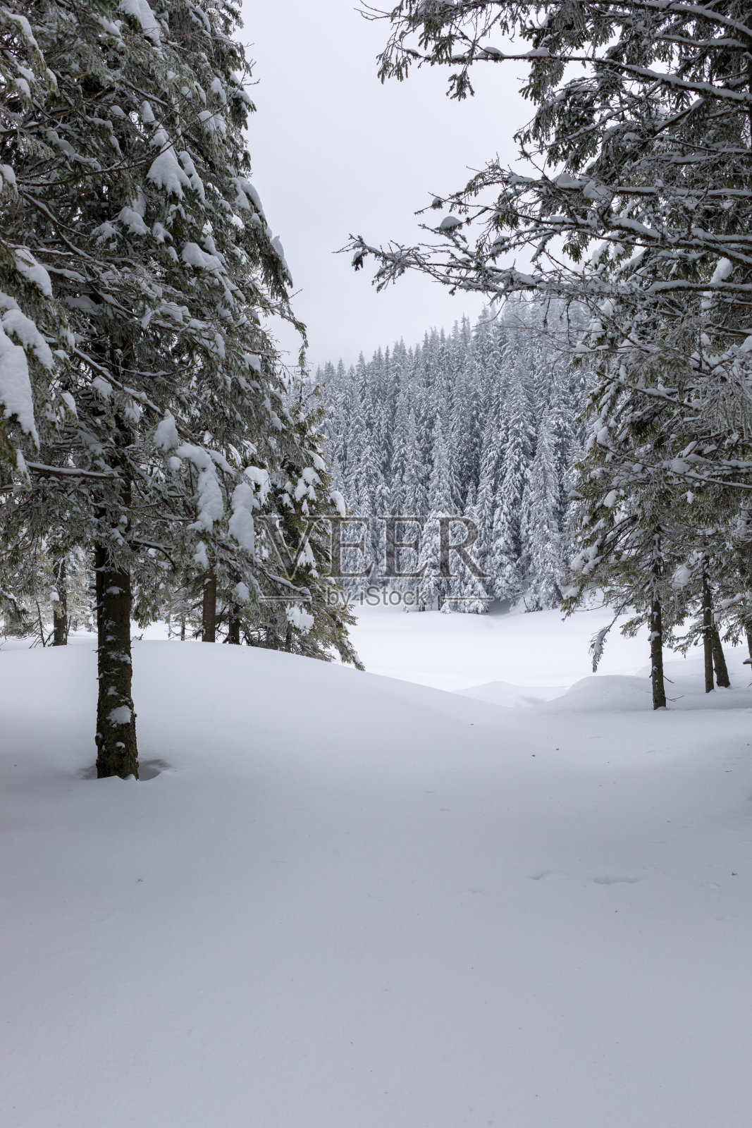 松树和常青树在雪中照片摄影图片