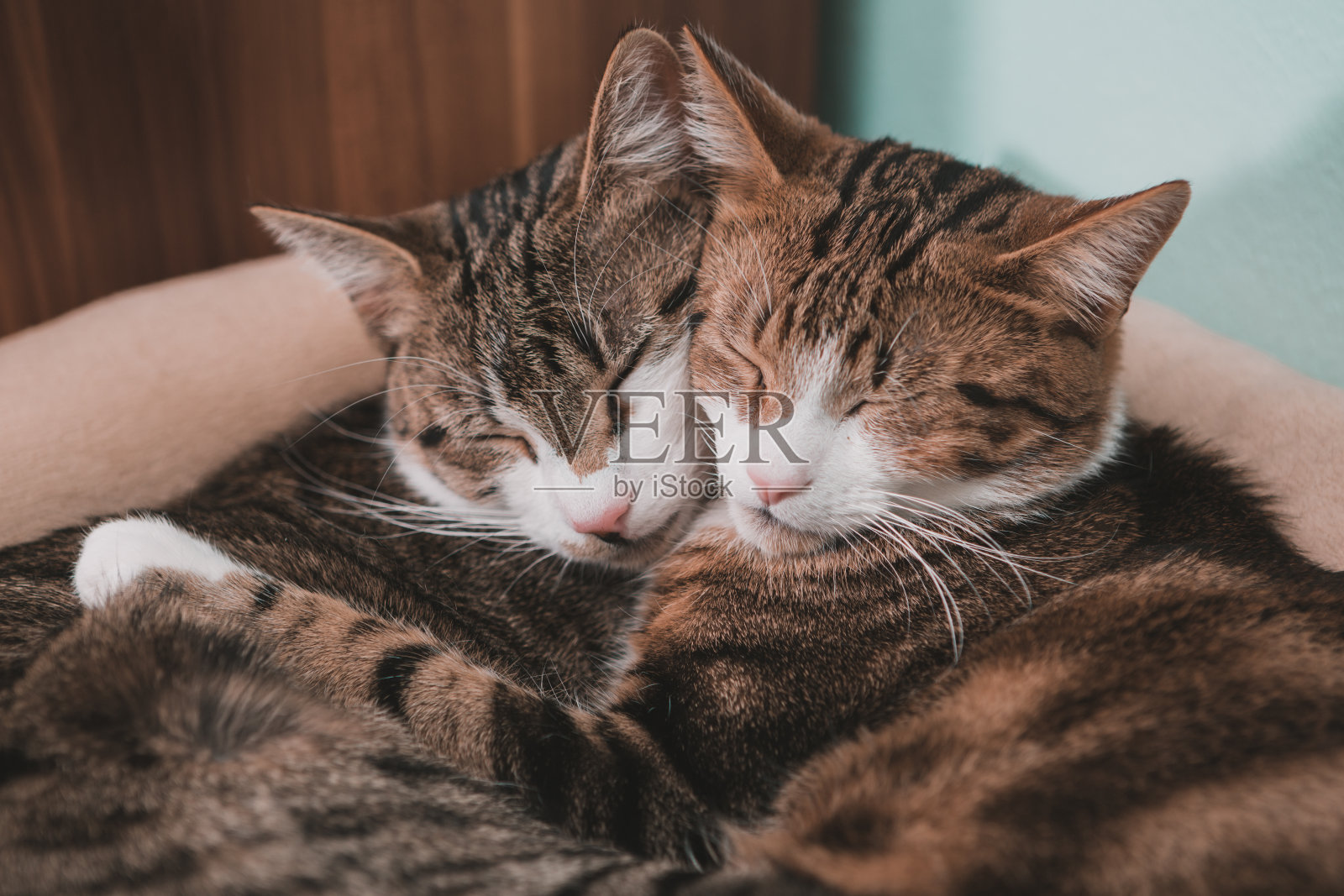 两只猫在相爱中拥抱照片摄影图片
