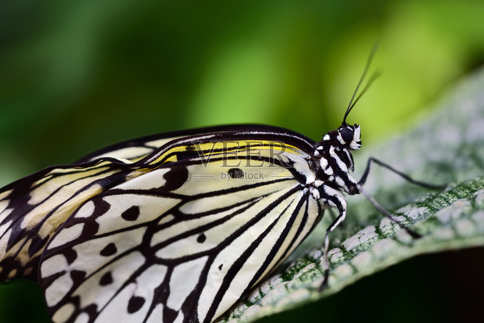 在近距离拍摄的热带雨林的一片树叶上，一只美丽的白树若虫蝴蝶坐在绿色的背景前照片摄影图片