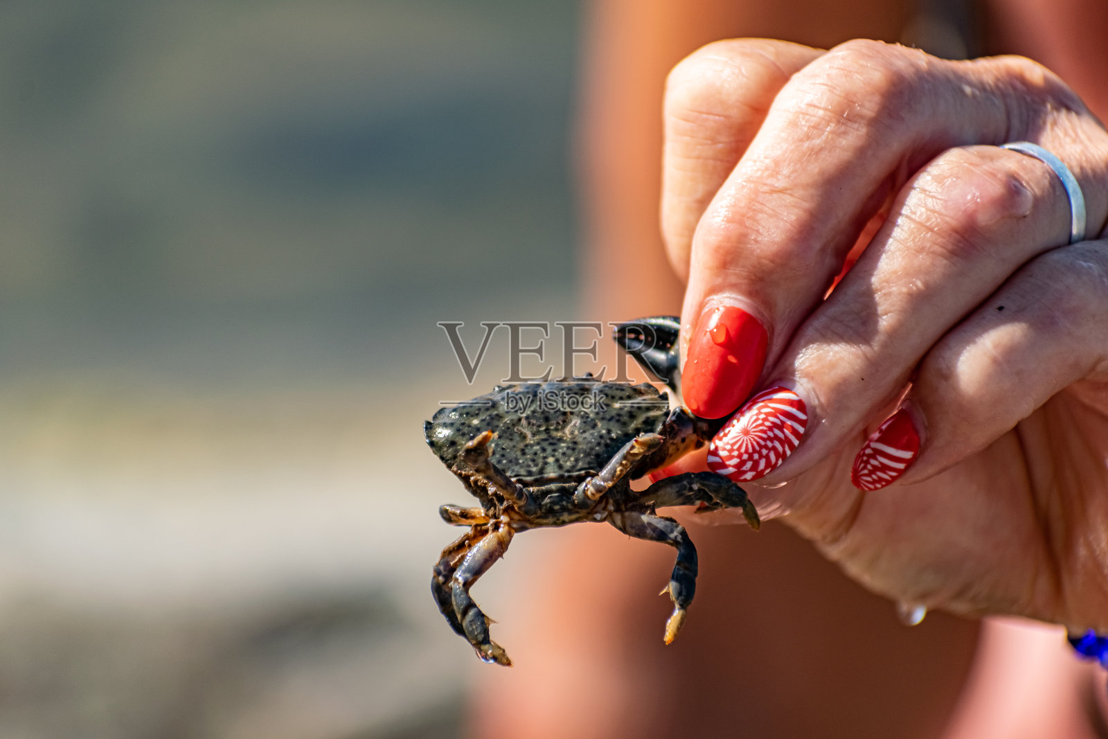 一个女人手里拿着一只黑色的小海蟹，上面涂着红色的指甲。照片摄影图片