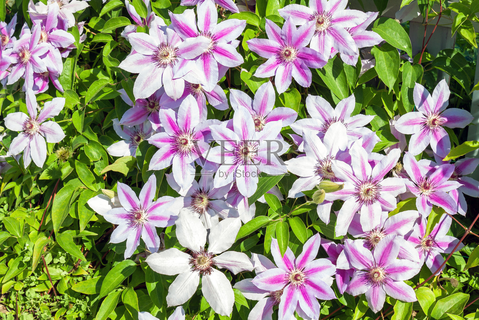 在花园里的花坛上盛开的紫色花朵照片摄影图片