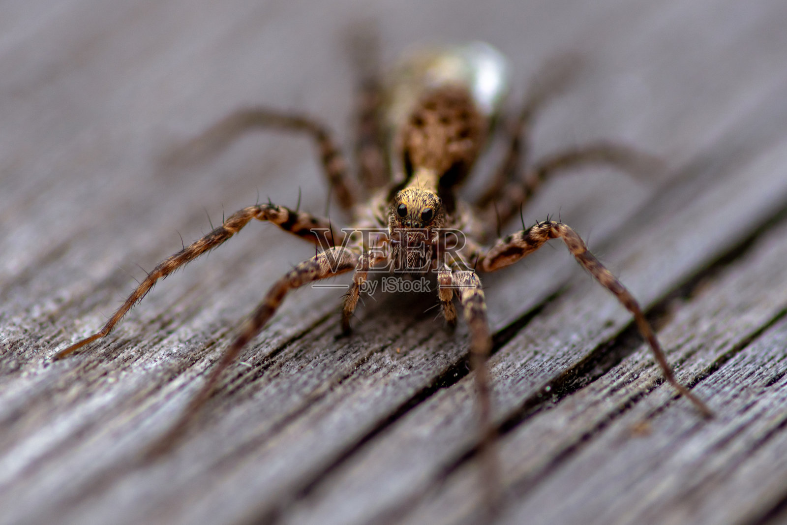 一张育婴网蜘蛛的特写照片摄影图片