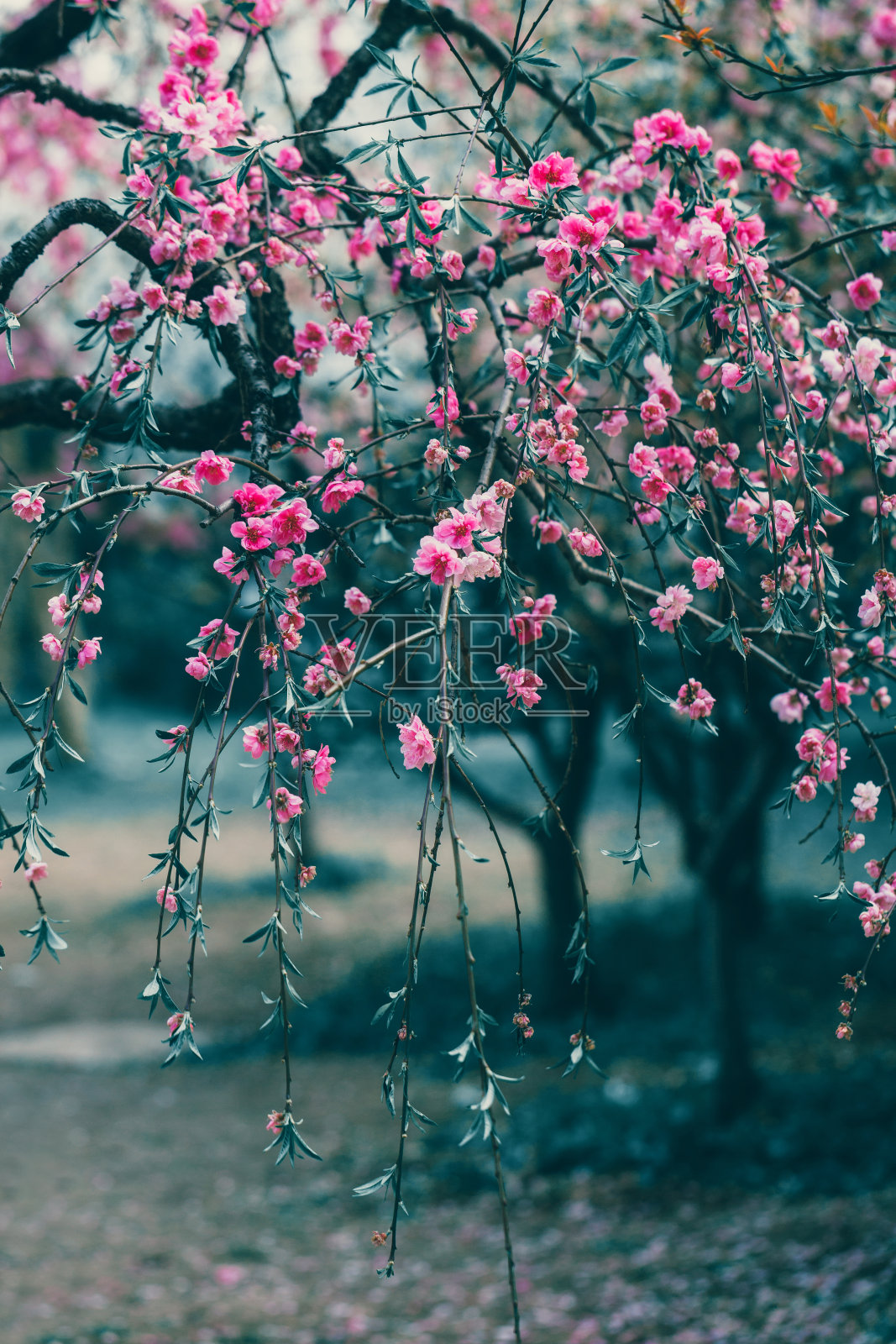 樱花树照片摄影图片