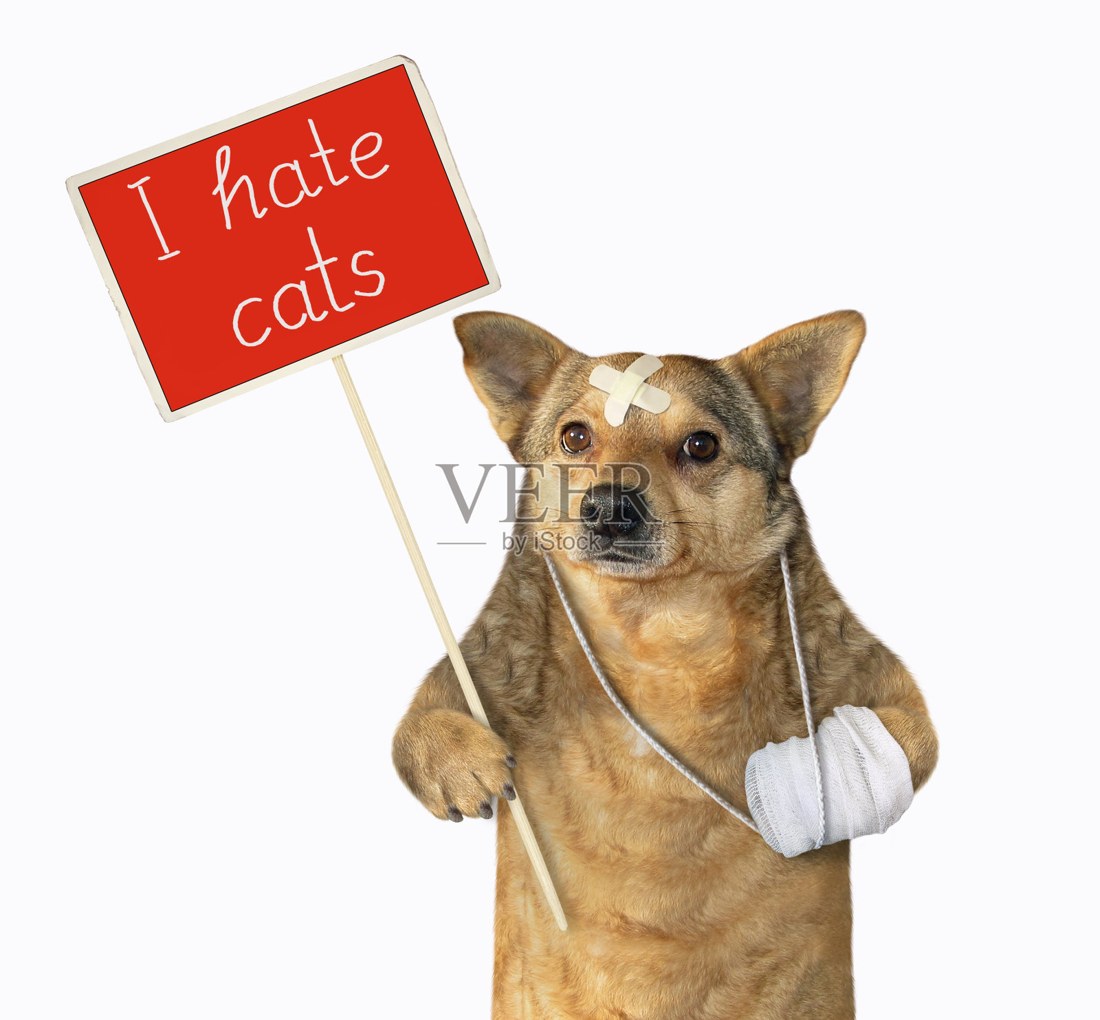 一只狗举着红色抗议标语照片摄影图片