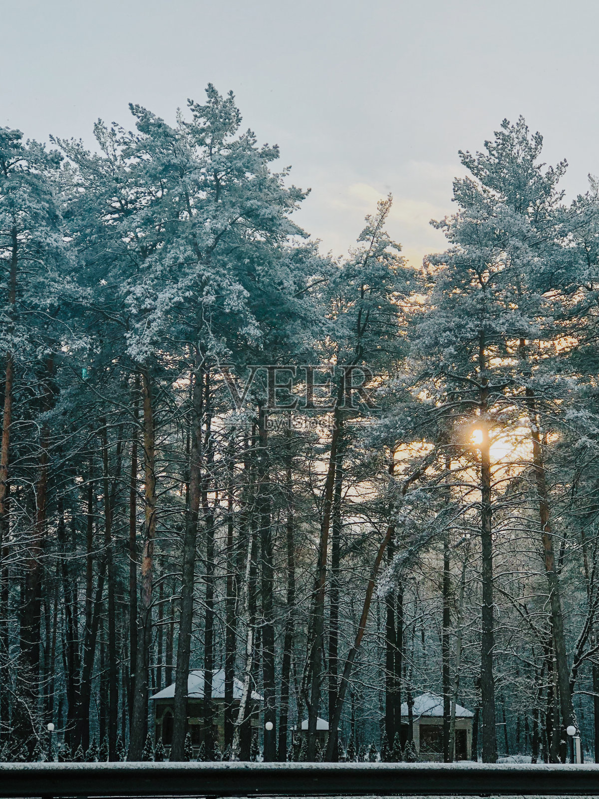 冬天的风景，树上覆盖着霜冻。松树林和日落。照片摄影图片