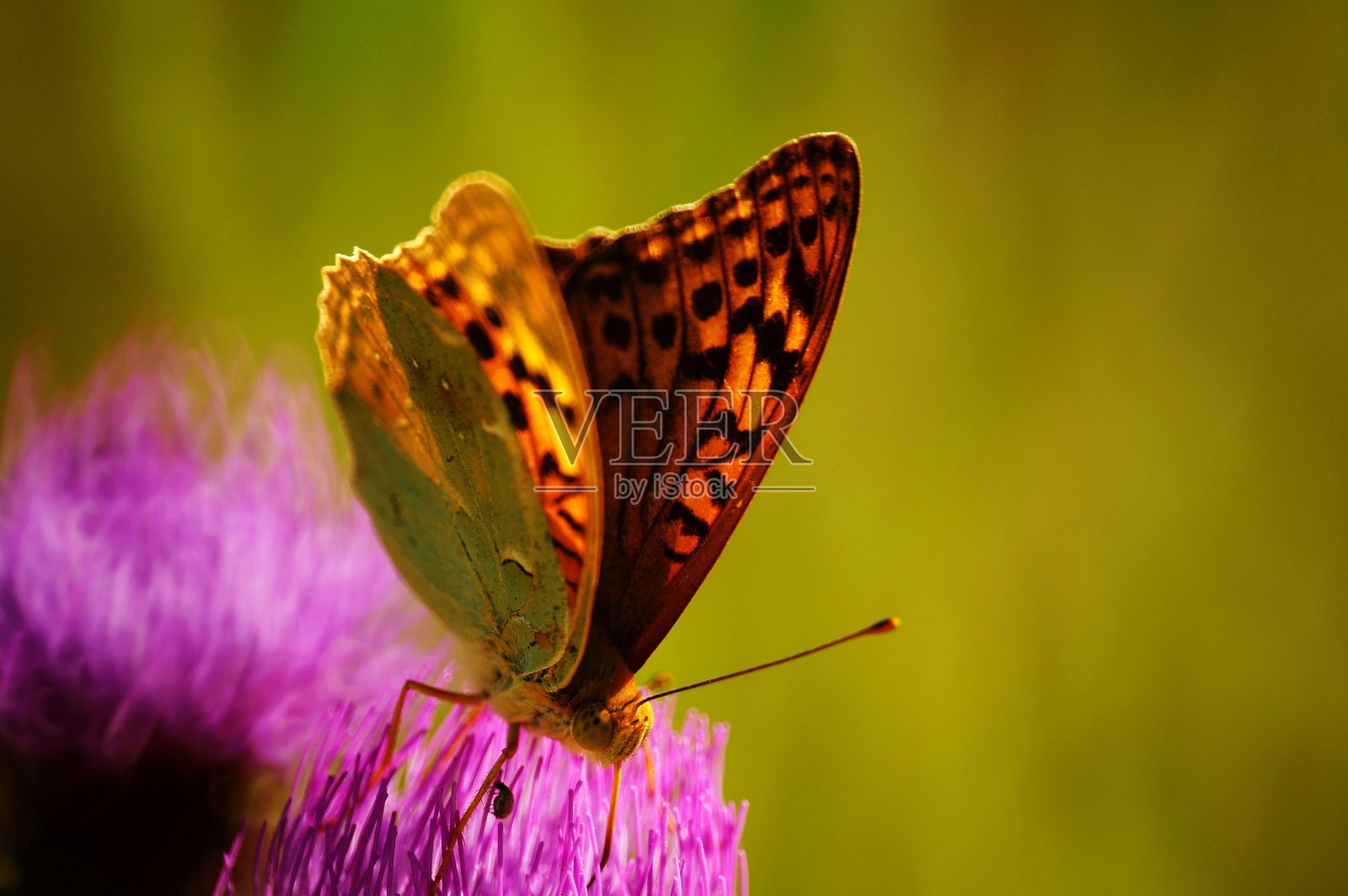 野花里的蝴蝶。花的风景。美丽精致的色彩。照片摄影图片