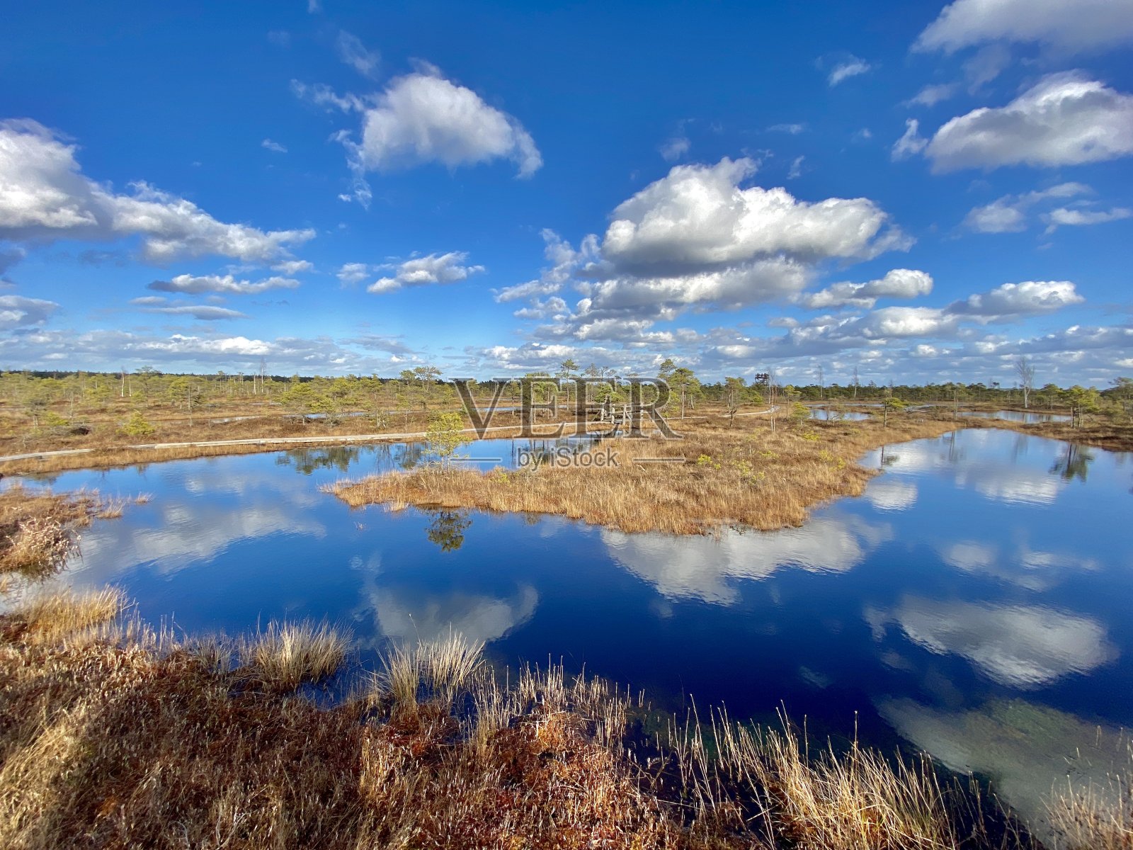 沼泽秋天国家公园克梅里拉脱维亚风景照片摄影图片
