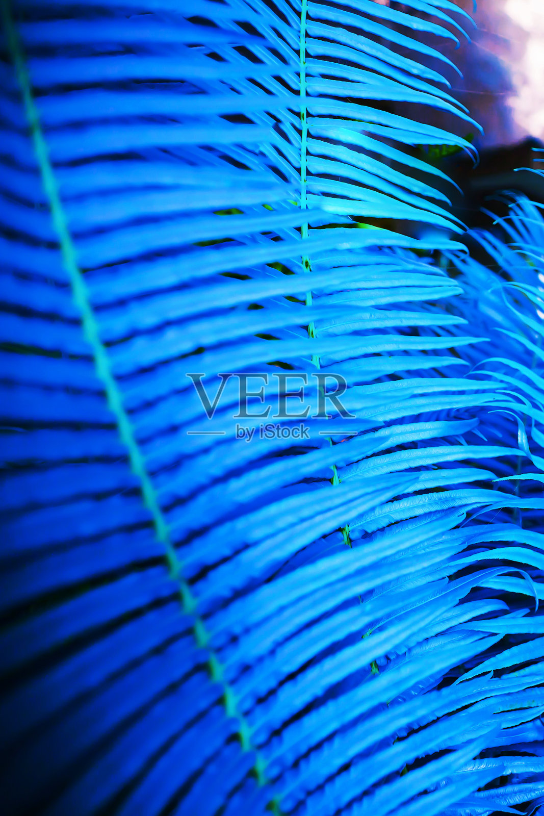 花园中蓝色蕨类植物叶子的特写。照片摄影图片