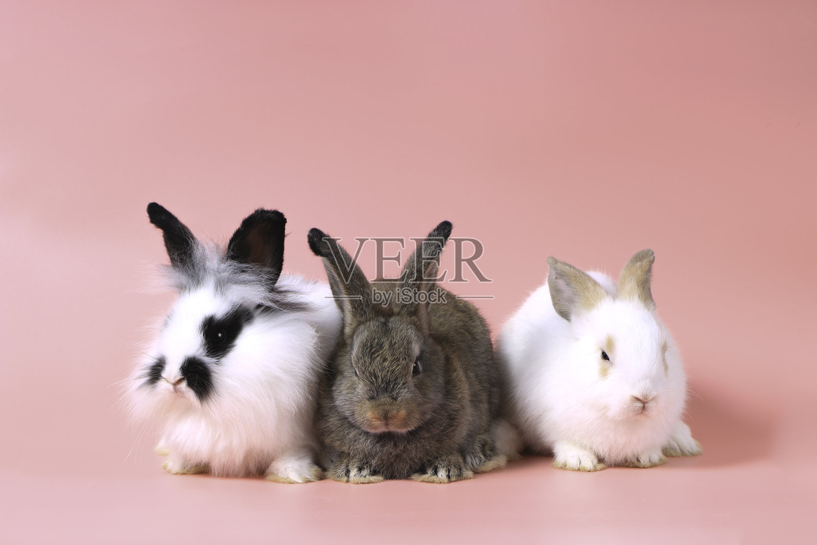 三只毛茸茸的可爱小兔子在甜美的粉红色背景上。照片摄影图片
