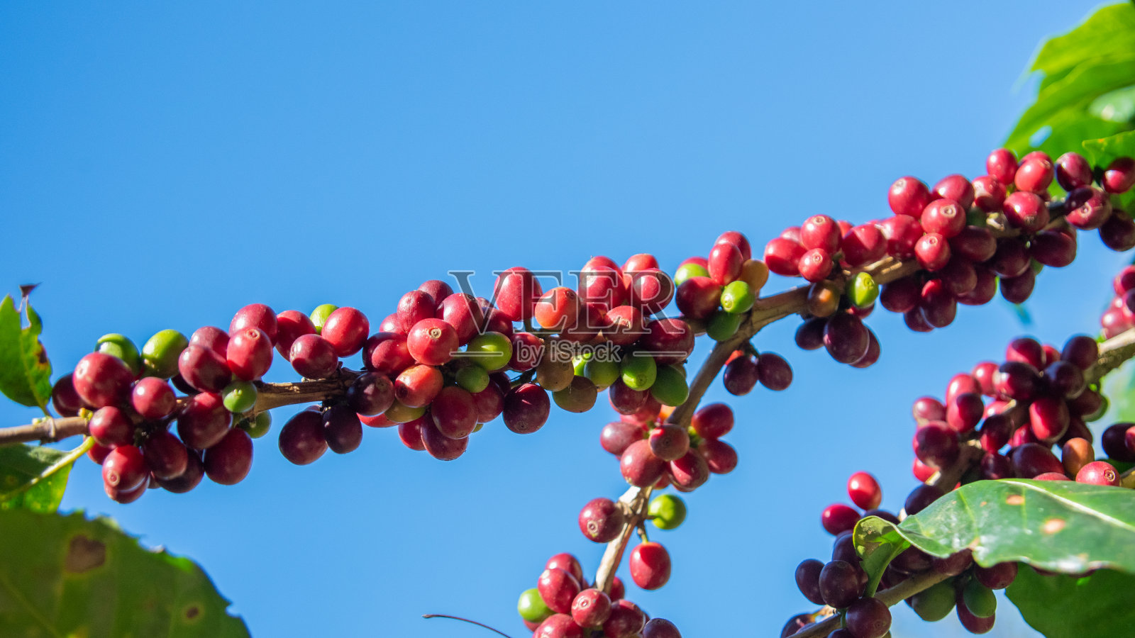 新鲜的红咖啡豆背景。有机咖啡种植园里的阿拉比卡咖啡浆果照片摄影图片