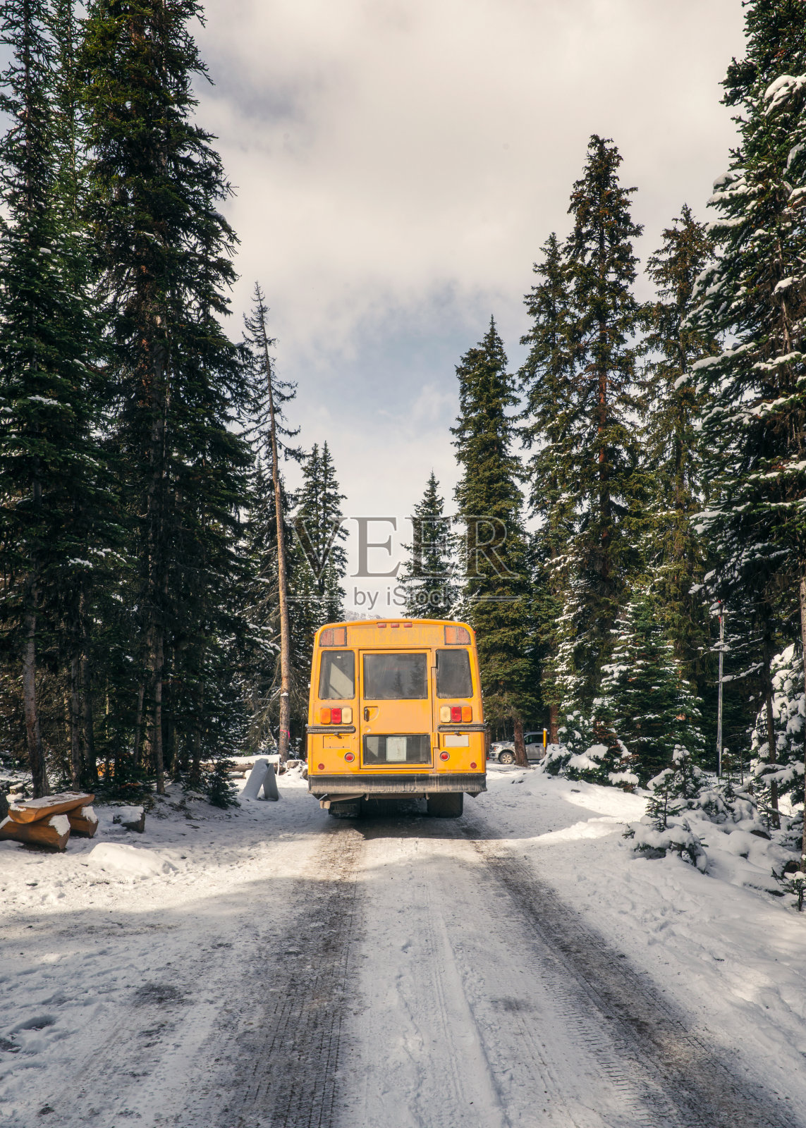 黄色的校车在冬天的松林里行驶照片摄影图片