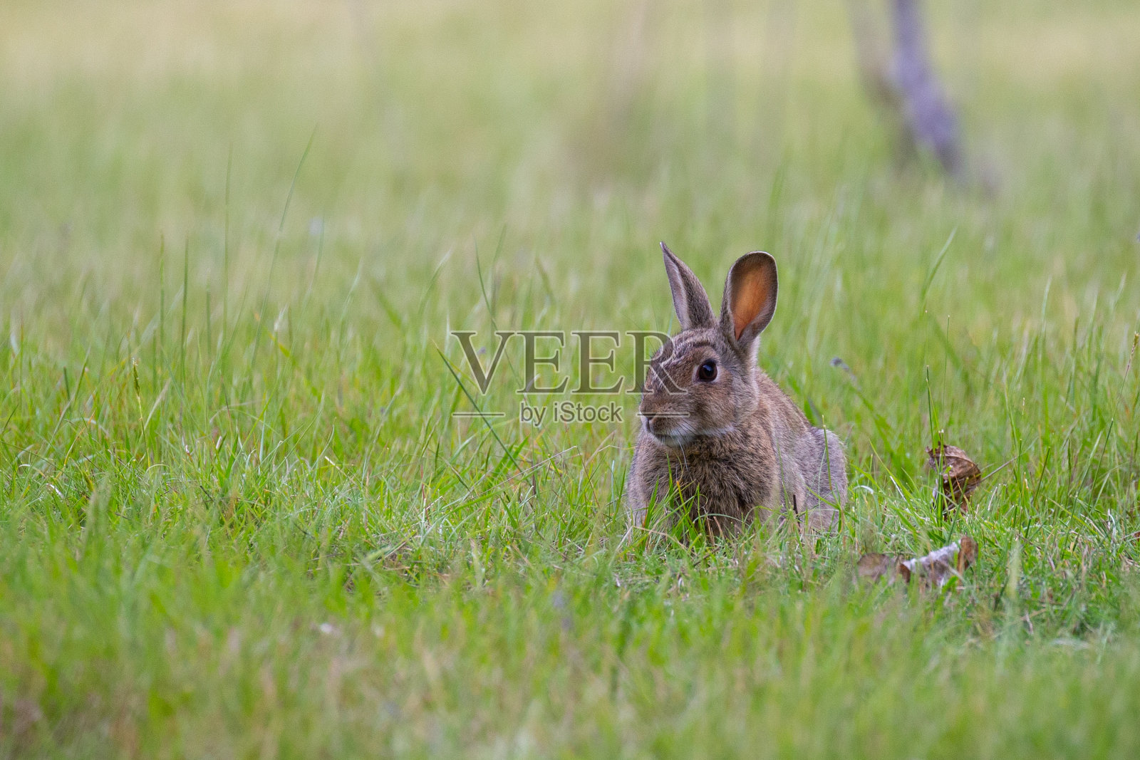 一只大兔子或野兔稳稳地坐在绿草地上照片摄影图片