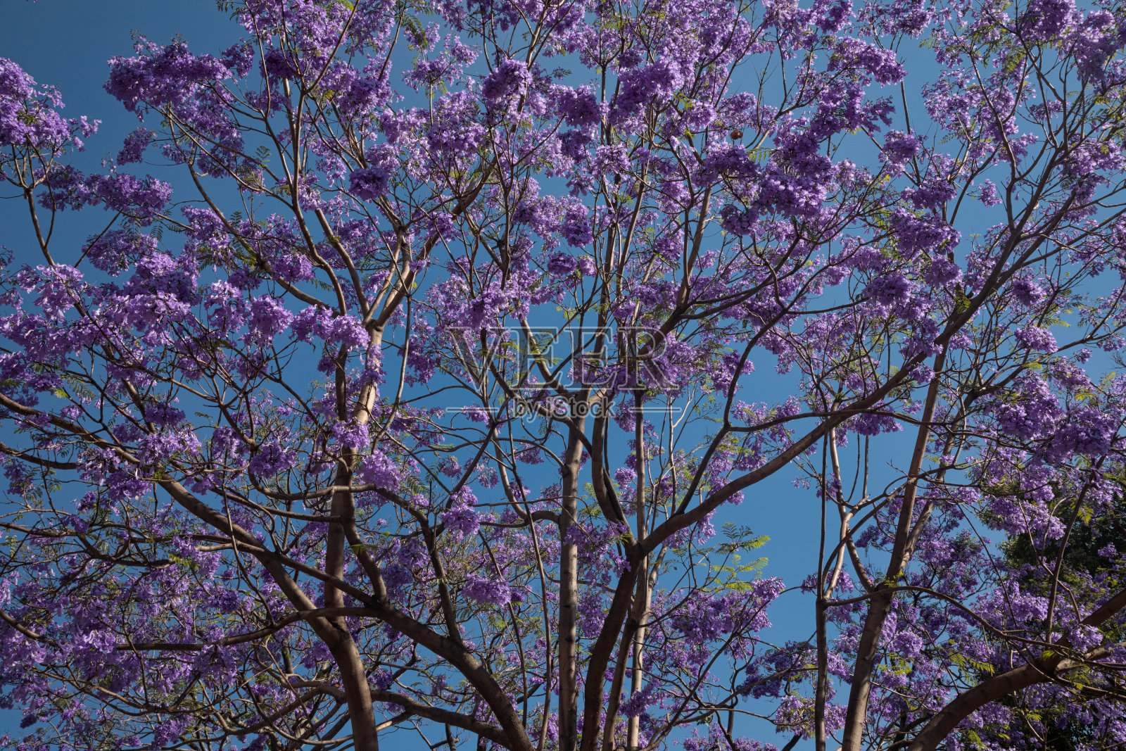 紫色蓝花楹树在蓝天上绽放照片摄影图片