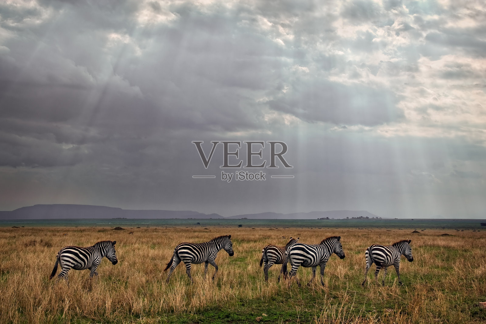 塞伦盖蒂国家公园日落时的斑马。坦桑尼亚。非洲的野生自然。照片摄影图片