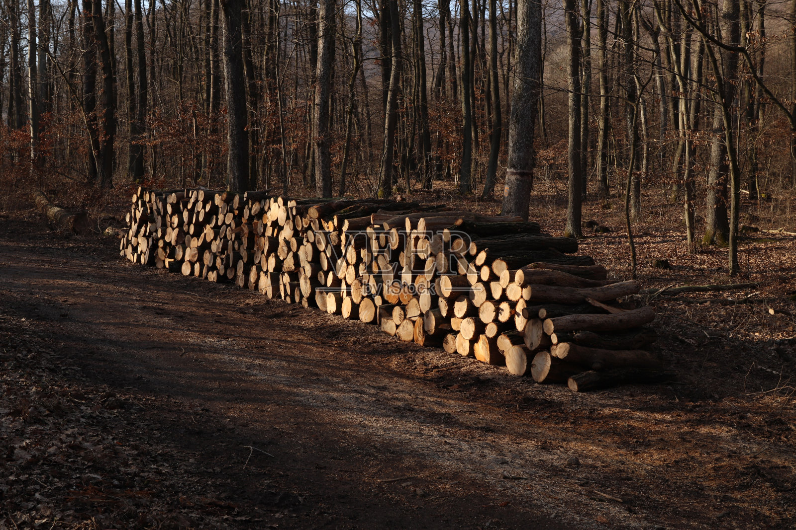 砍伐后储存在森林中的木材。准备过冬的柴火。森林小径，背景是一片长满树木的森林。秋天的天气。照片摄影图片