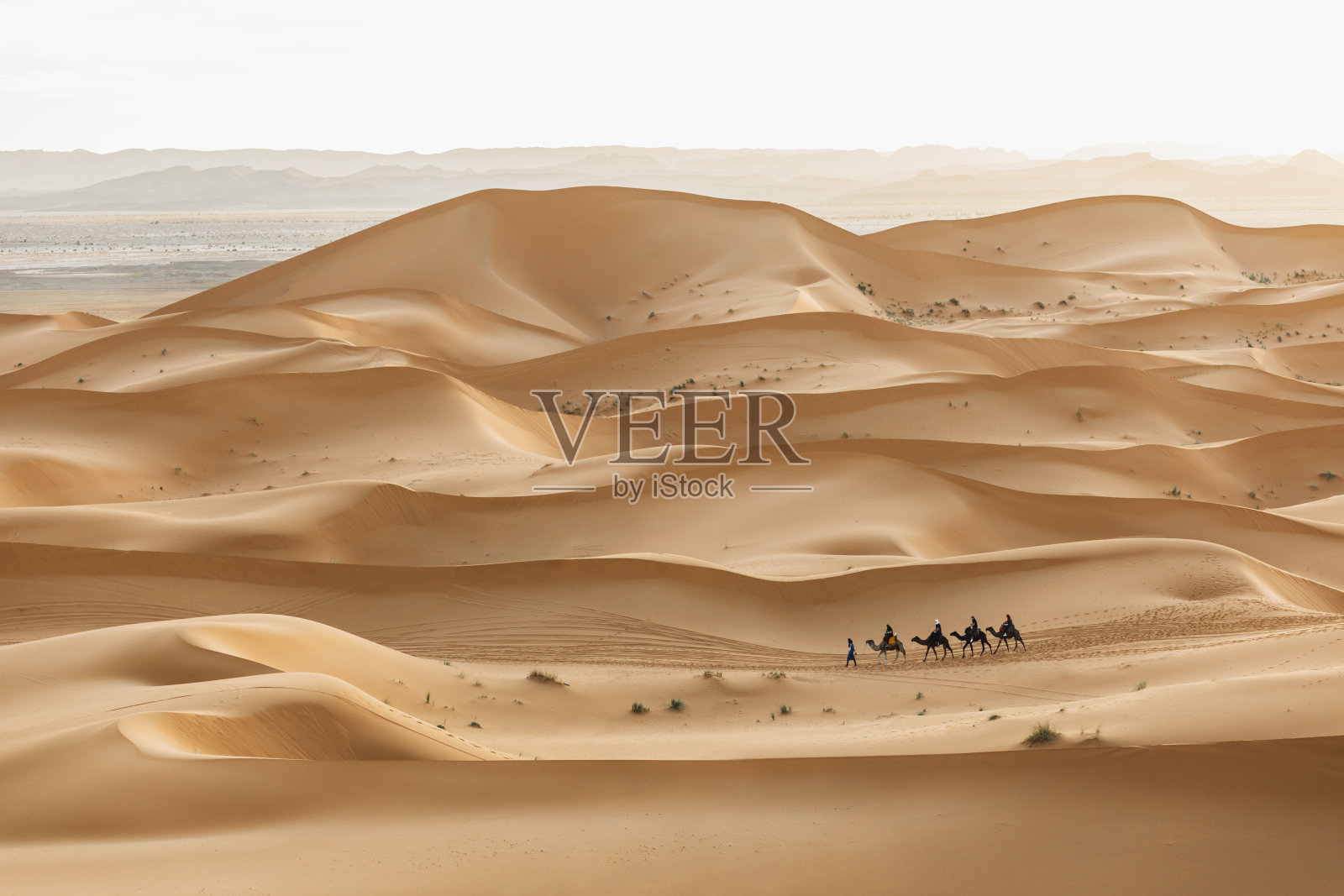 骆驼商队在沙漠沙丘在摩洛哥，撒哈拉。美丽的日落在柔和的颜色。分层的背景。传统的阿拉伯运输。照片摄影图片