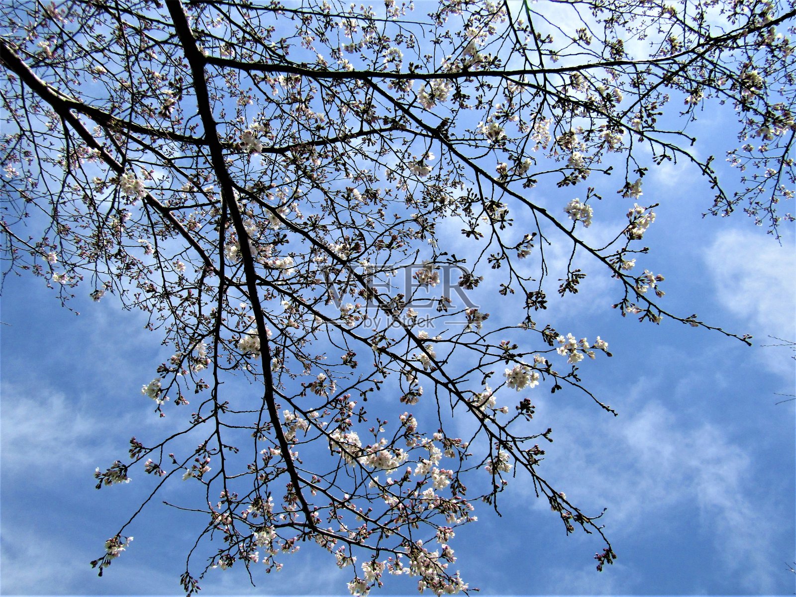 日本。3月。樱花开始开花了。春天来了。照片摄影图片