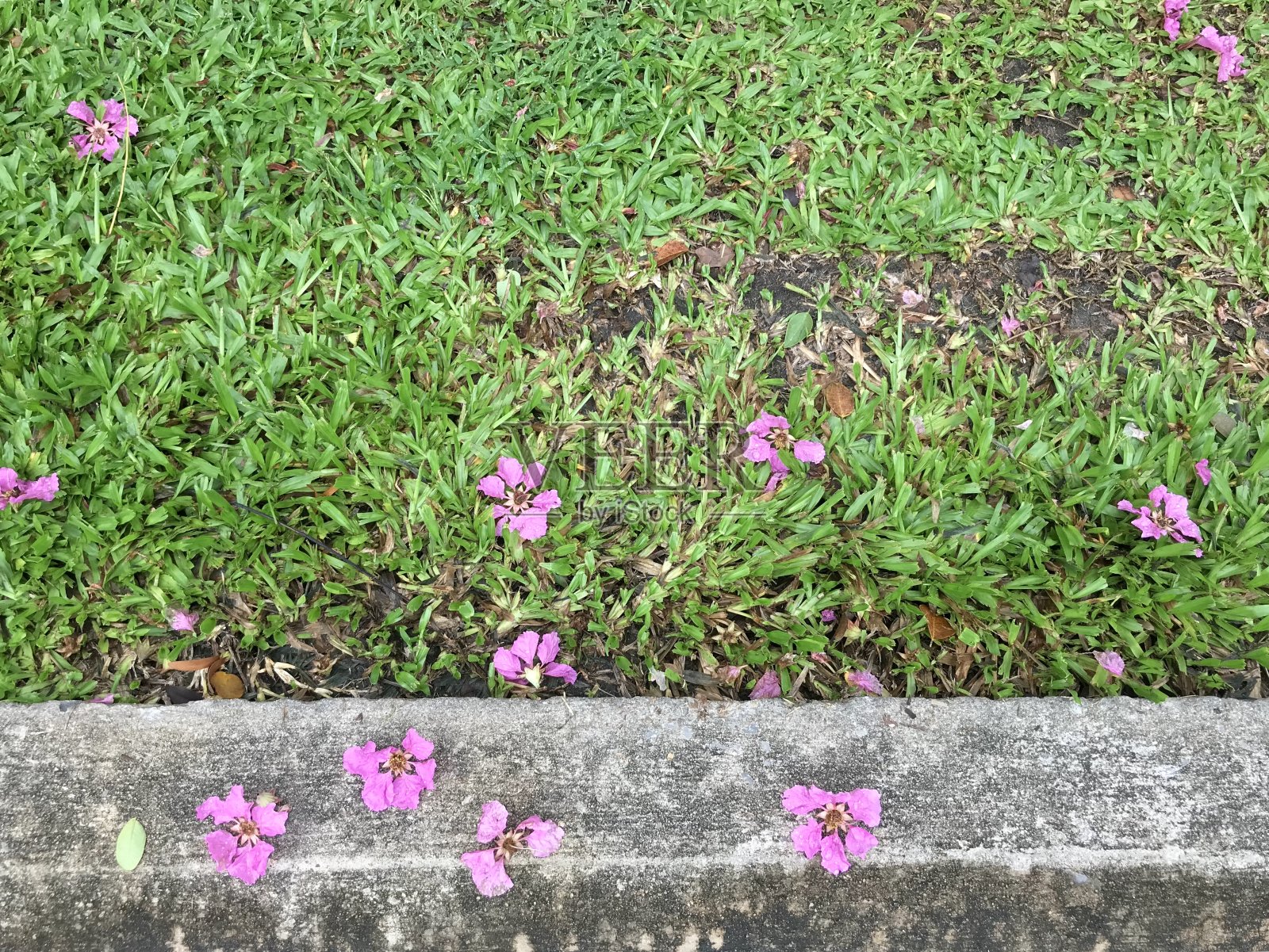 落花花瓣落在地上照片摄影图片