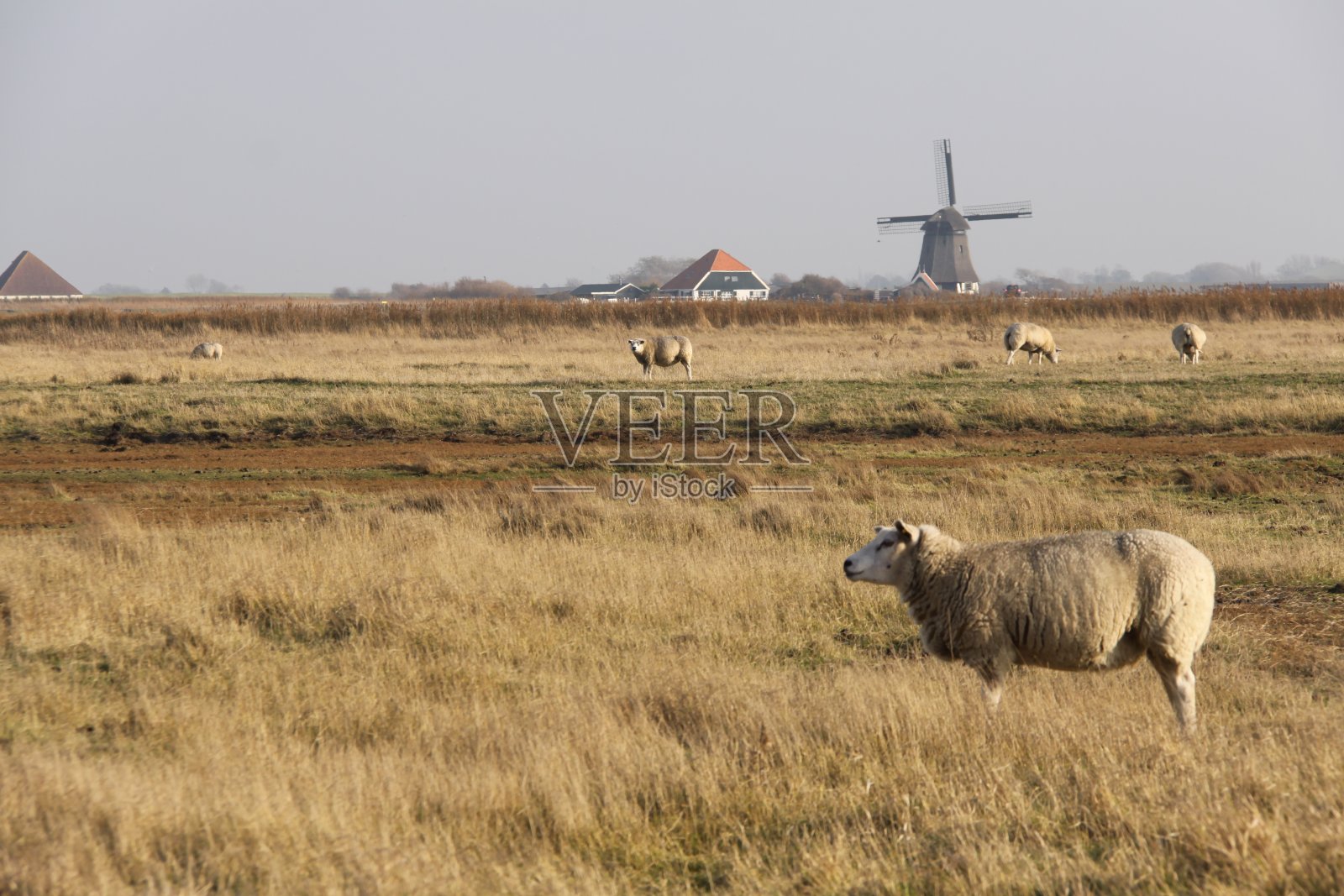 在一片圩田中枯萎草地上的绵羊。照片摄影图片