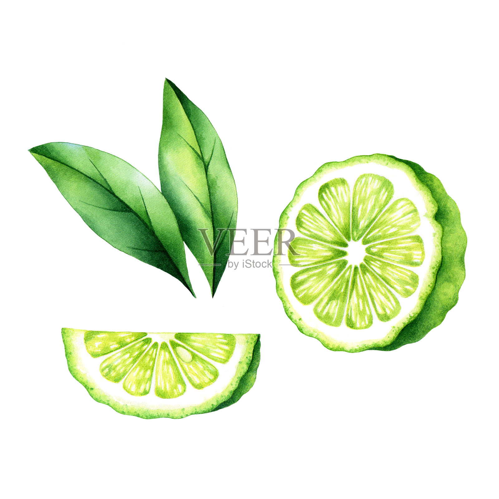 绿叶佛手柑片。分离的柑橘类水果水彩画插图。插画图片素材