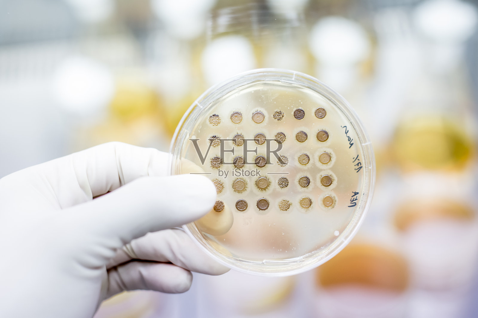 科学家用琼脂凝胶在培养皿中培养细菌作为科学实验的一部分。照片摄影图片